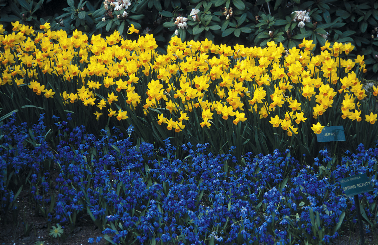 11848_narcissus_cyclamineus_jetfire_ZK_002.jpg
