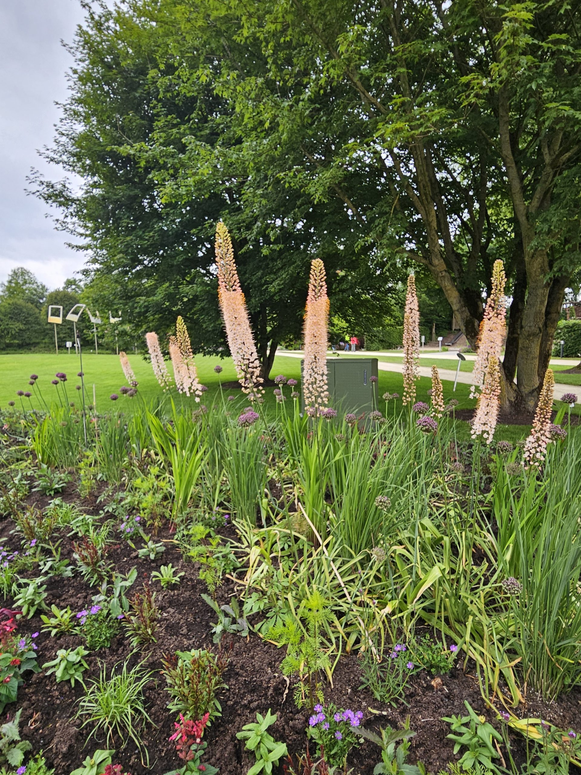 11860_eremurus_cult_romance_ZK_001.jpg