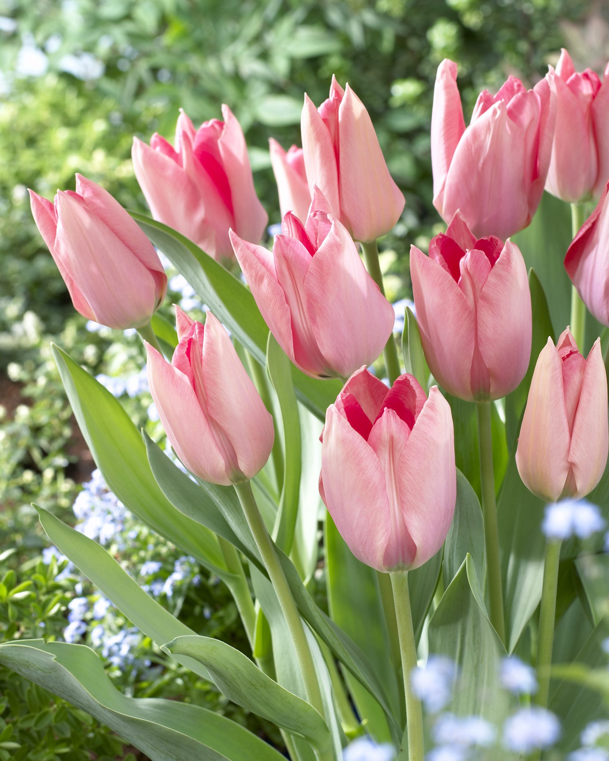11861_tulipa_fosteriana_poco_loco_ZK_001.jpg