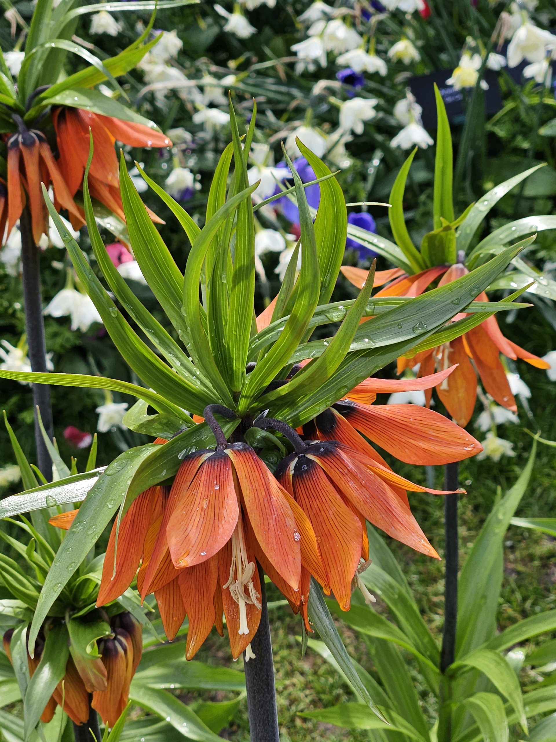 11865_fritillaria_imperialis_orange_beauty_ZK_001.jpg