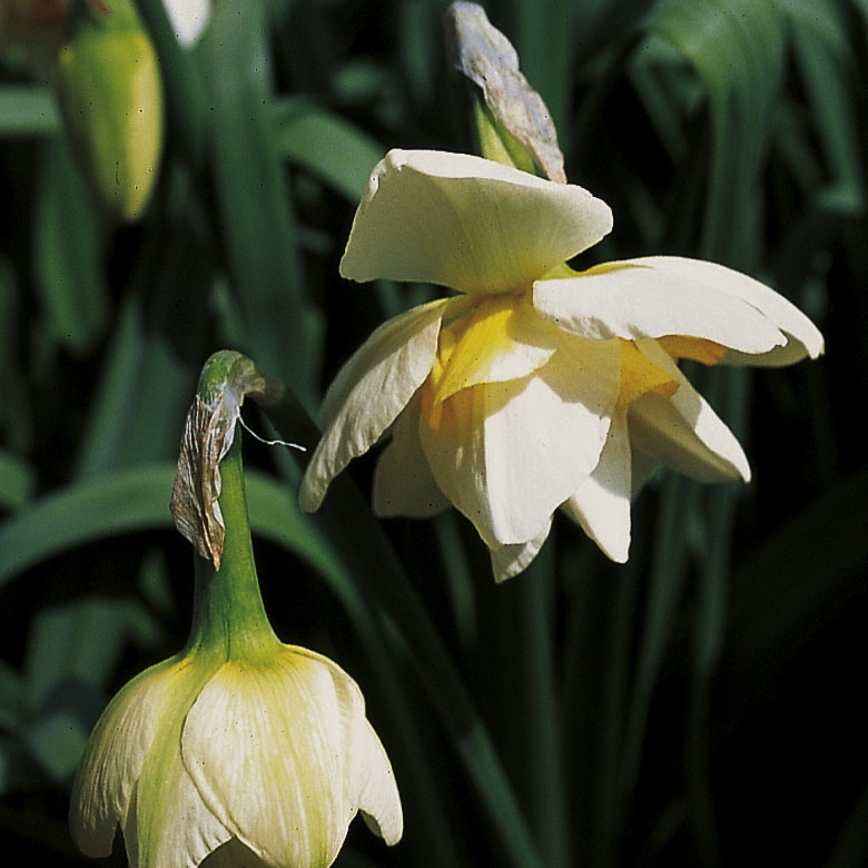 11869_narcissus_cult_white_lion_ZK_002.jpg