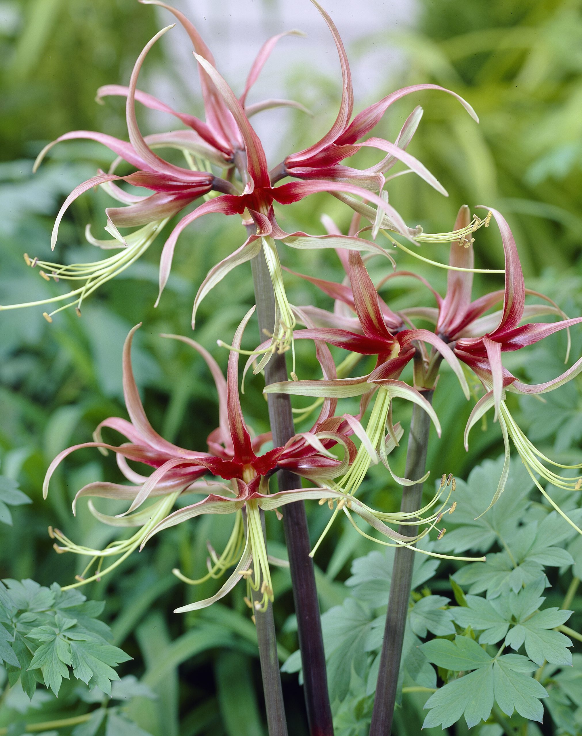 11885_hippeastrum_cybister_typ_cult_chico_ZK_001.jpg