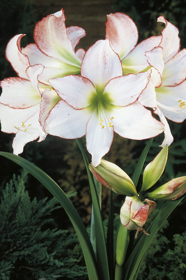 11890_hippeastrum_cult_picotee_ZK_001.jpg