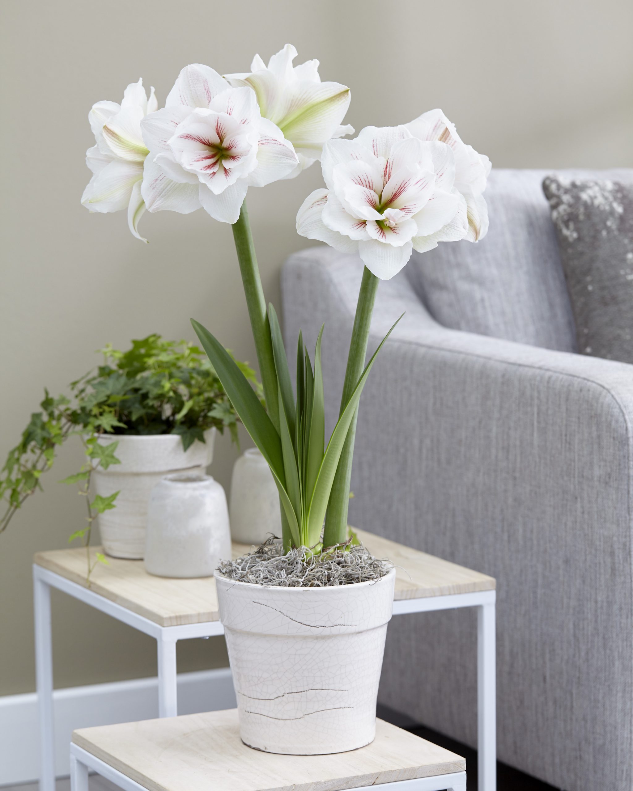 11892_hippeastrum_cult_aquaro_ZK_001.jpg