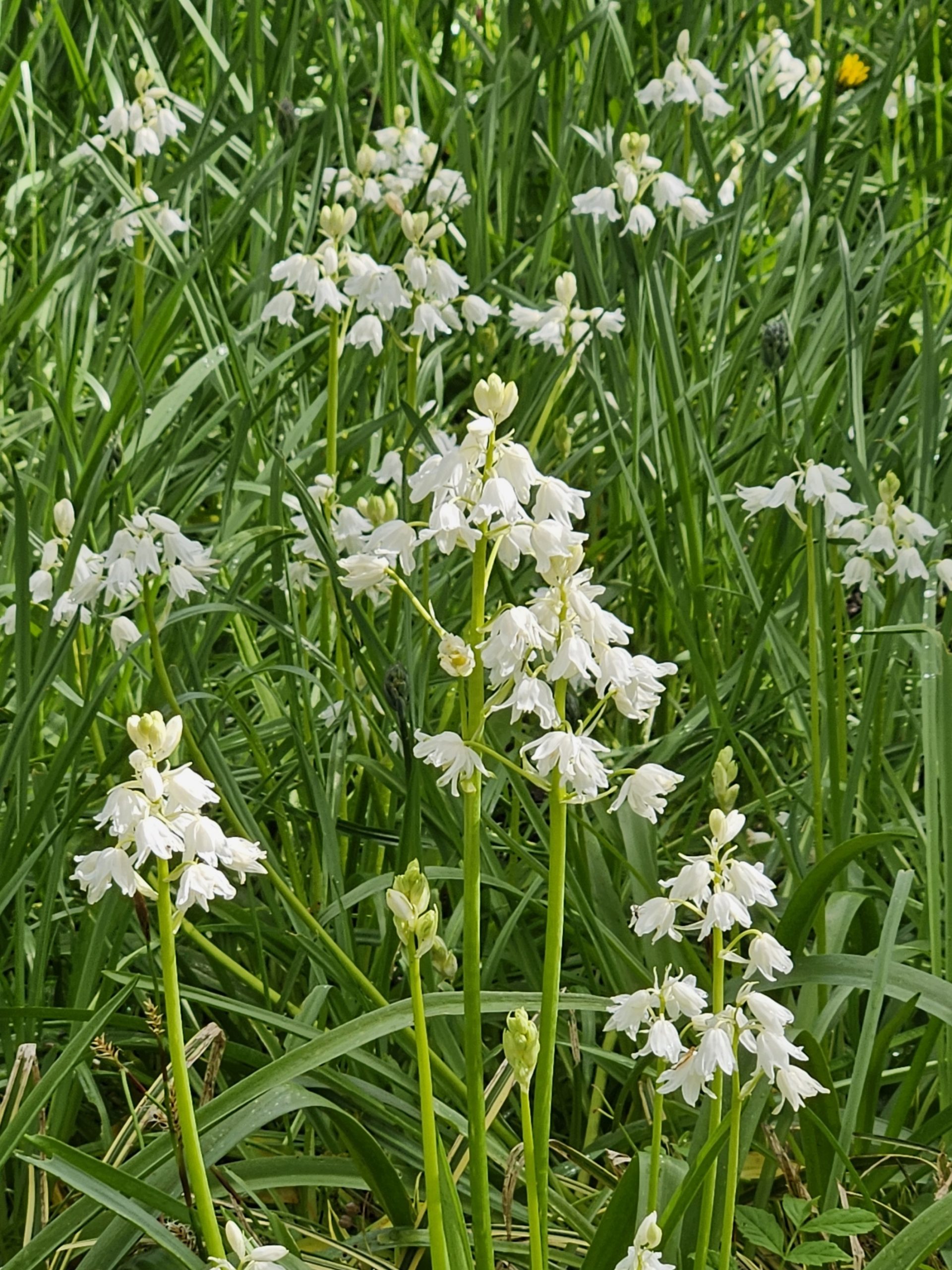 11893_hyacinthoides_hispanica_white_city_ZK_001.jpg