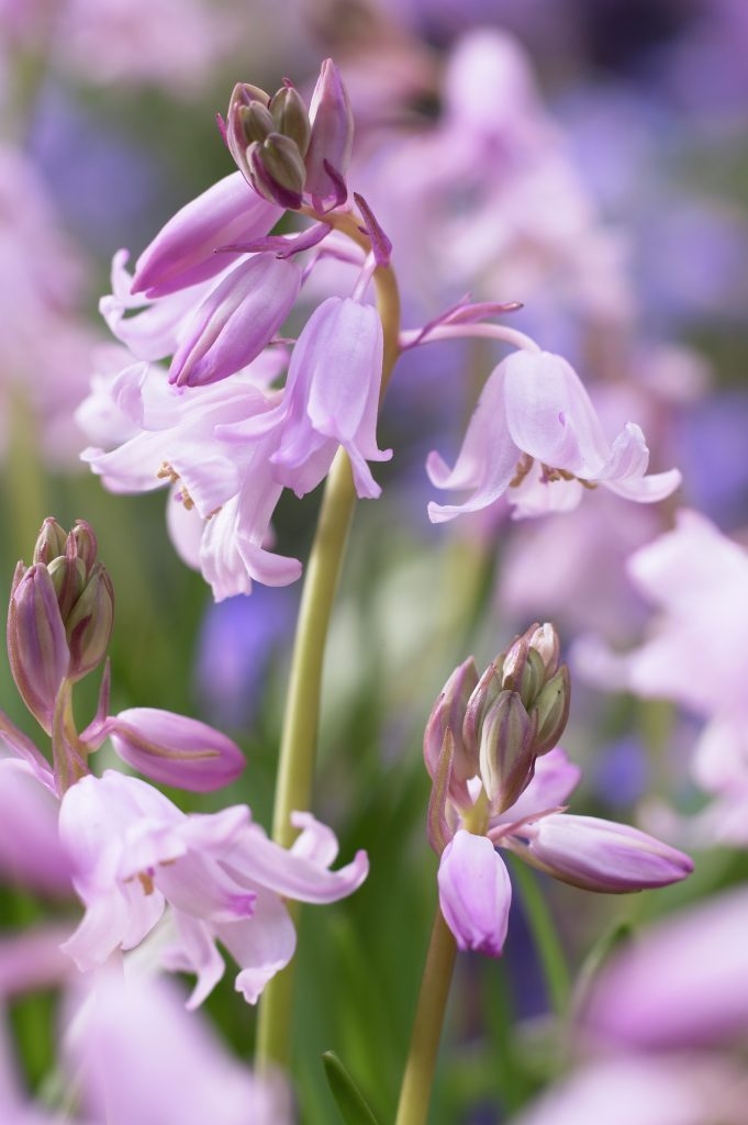11894_hyacinthoides_non_scripta_rosea_ZK_001.jpg