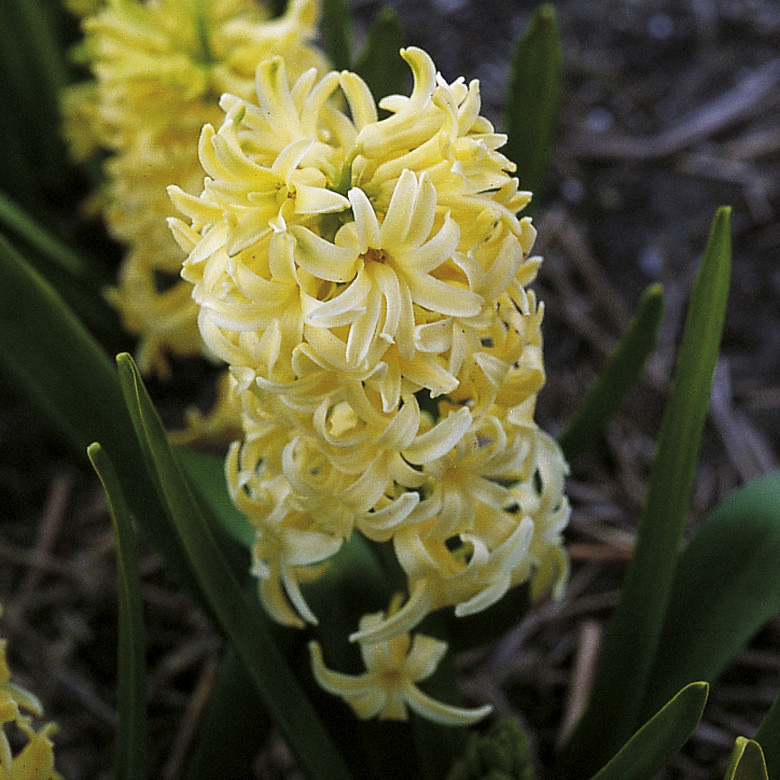 11895_hyacinthus_orientalis_city_of_haarlem_ZK_001.jpg