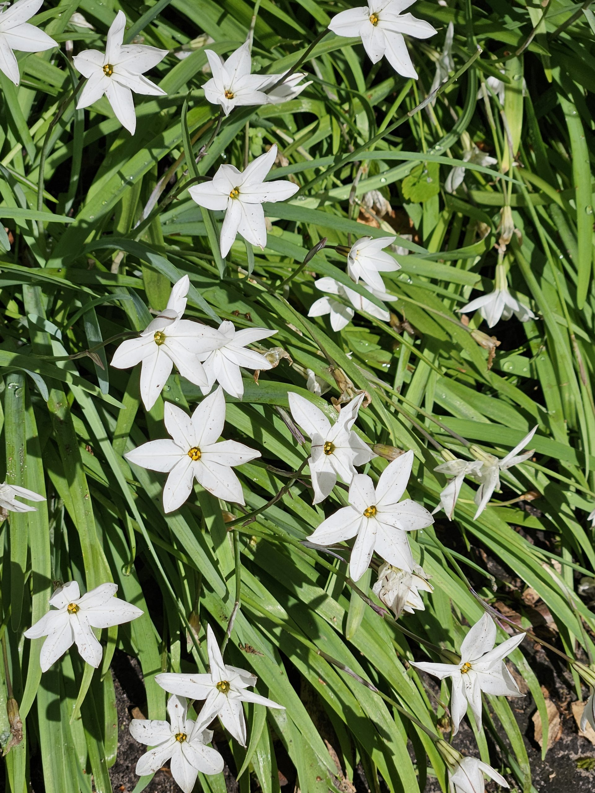 11900_ipheion_uniflorum_white_star_ZK_001.jpg