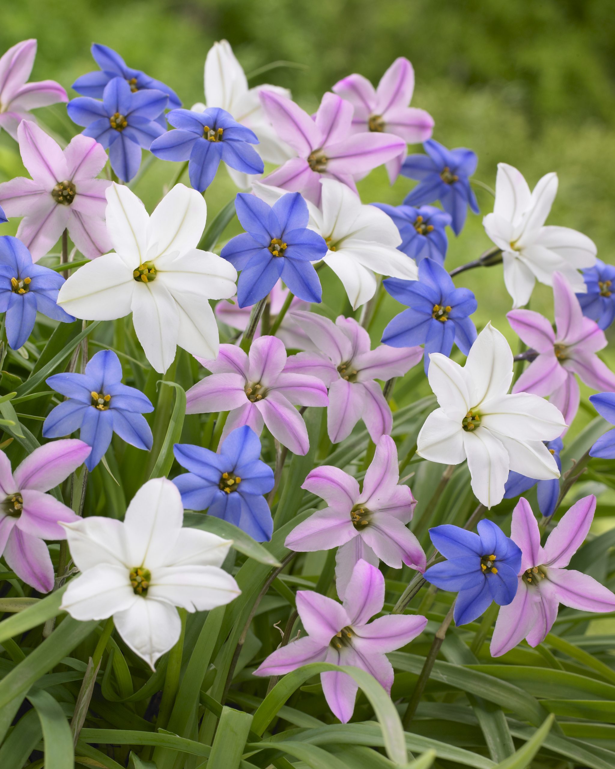 11901_ipheion_uniflorum_prachtmischung_ZK_001.jpg