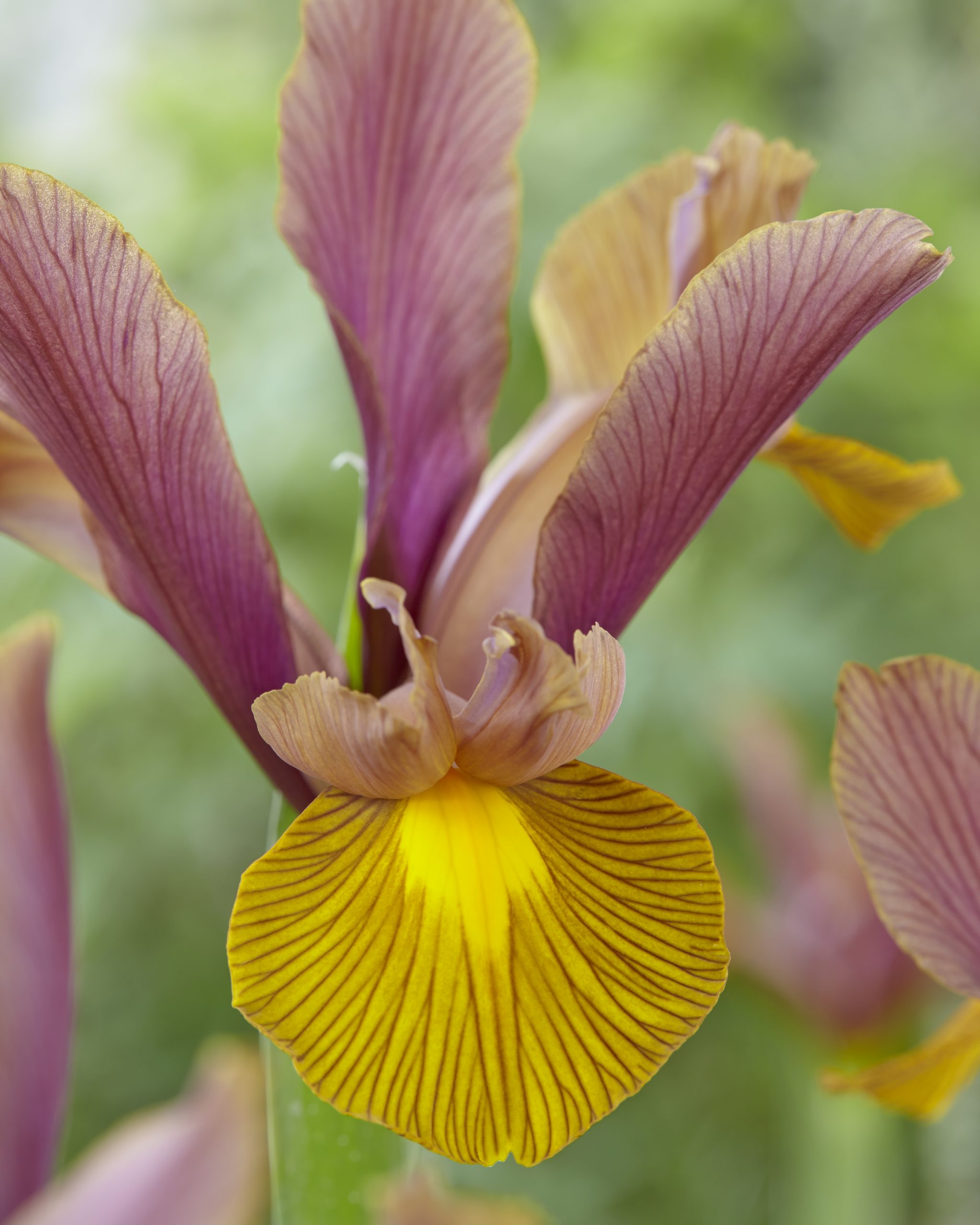 11904_iris_hollandica_lion_king_ZK_001.jpg