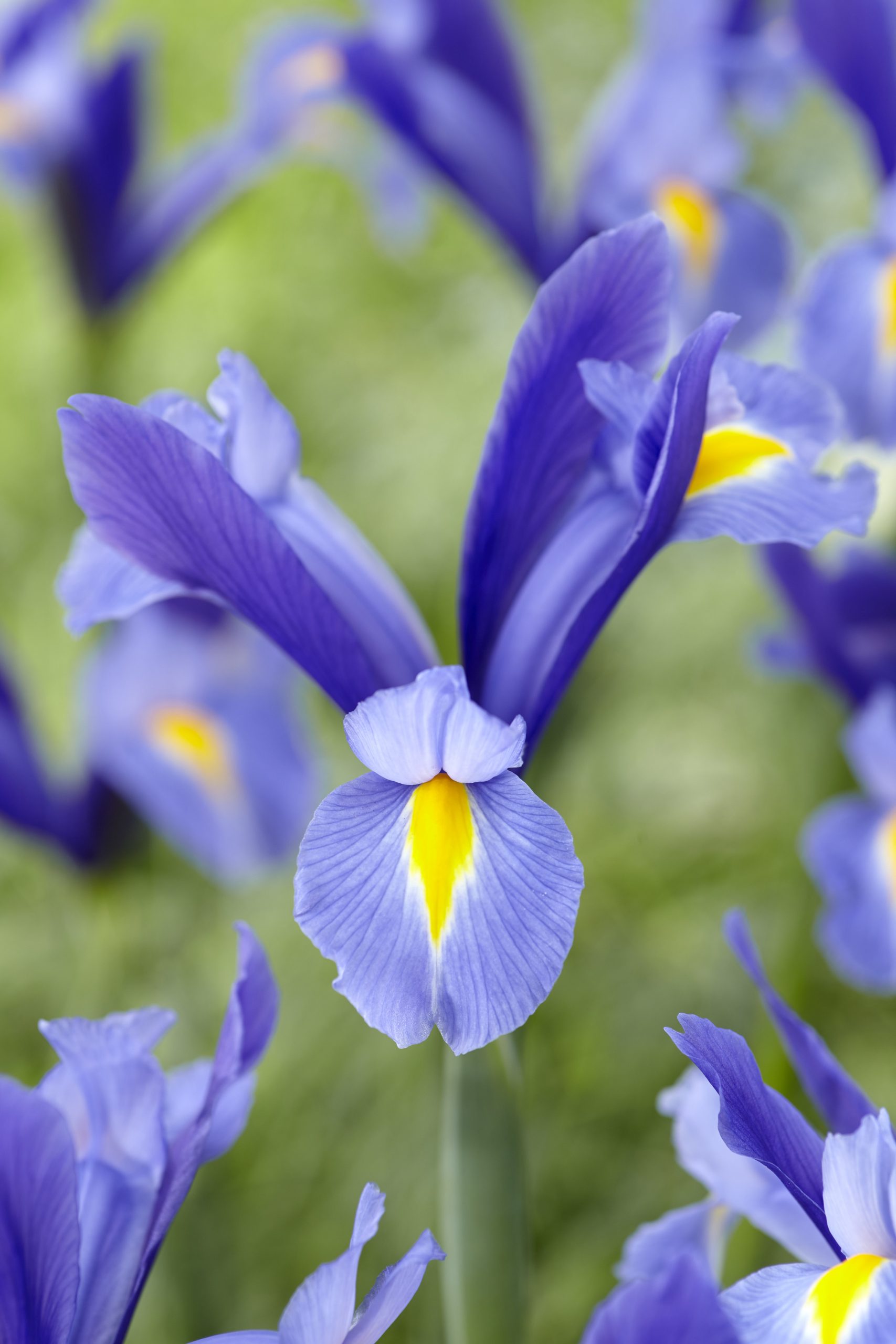 11907_iris_hollandica_sapphire_beauty_ZK_001.jpg