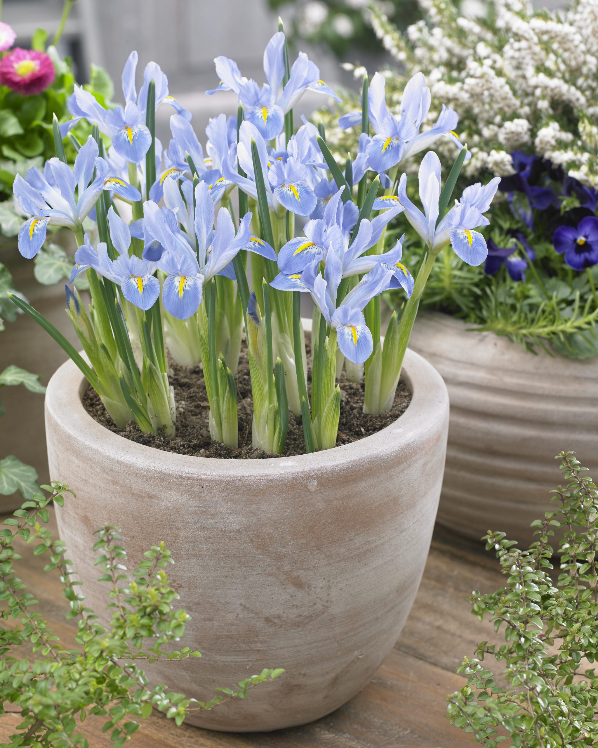11908_iris_reticulata_blue_planet_ZK_001.jpg