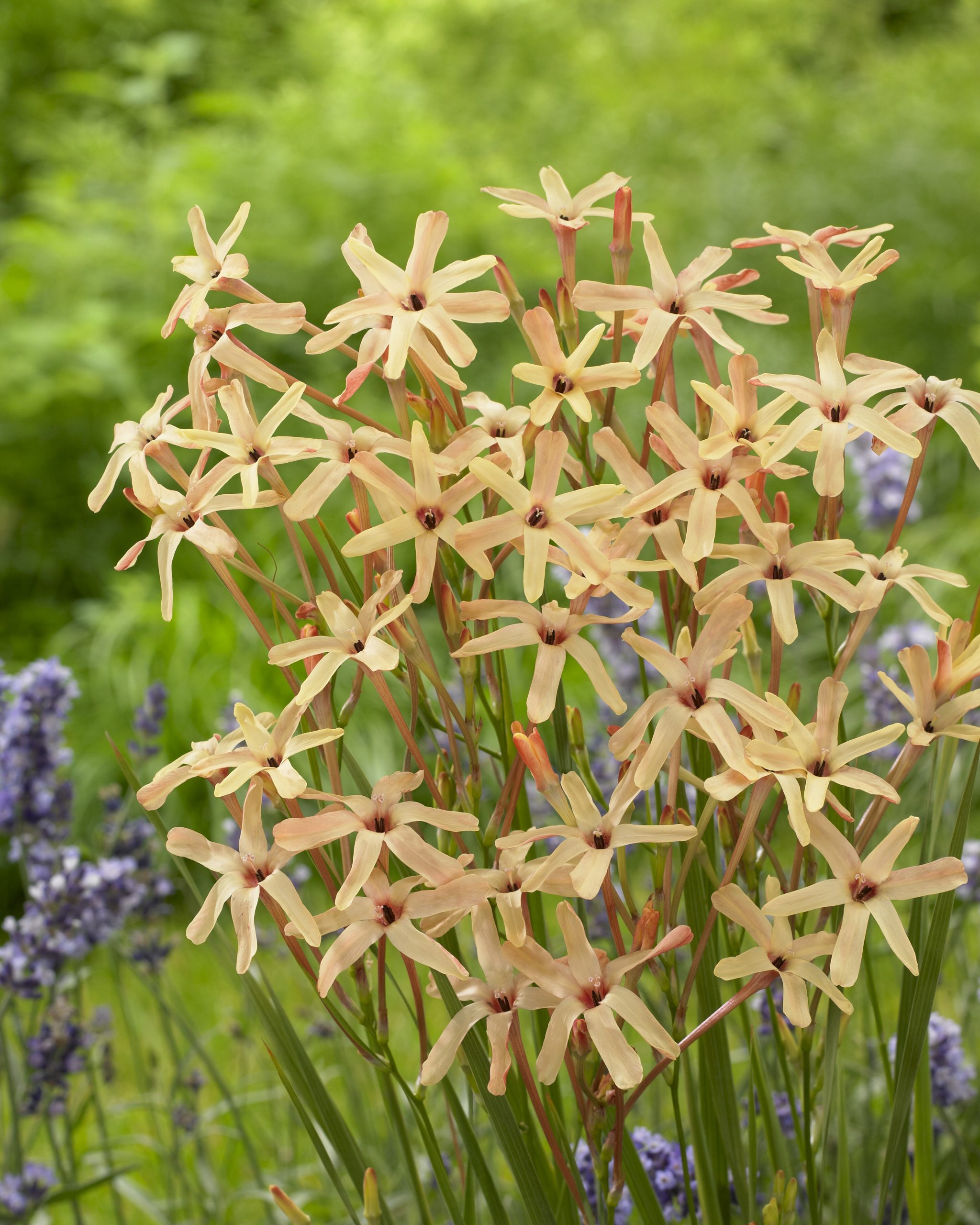 11911_ixia_paniculata_eos_ZK_001.jpg