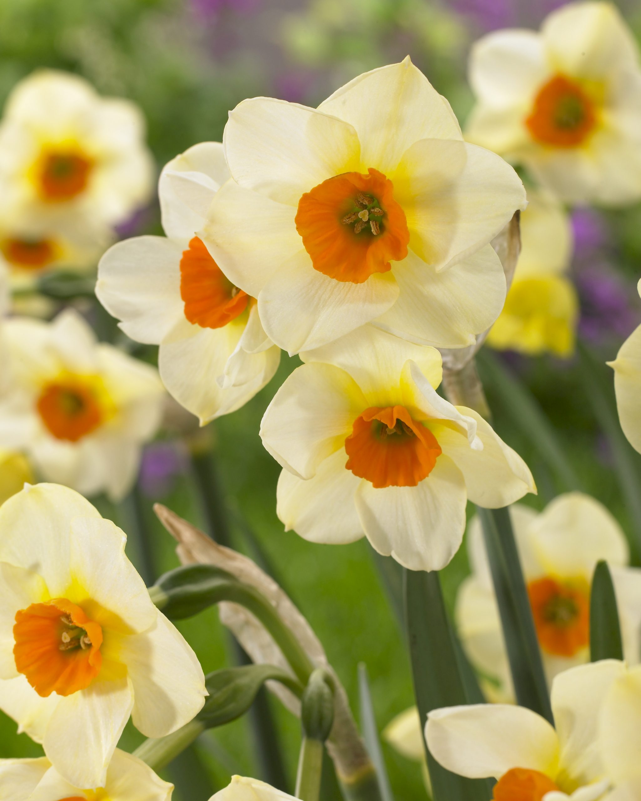 11912_narcissus_cult_beautiful_eyes_ZK_001.jpg