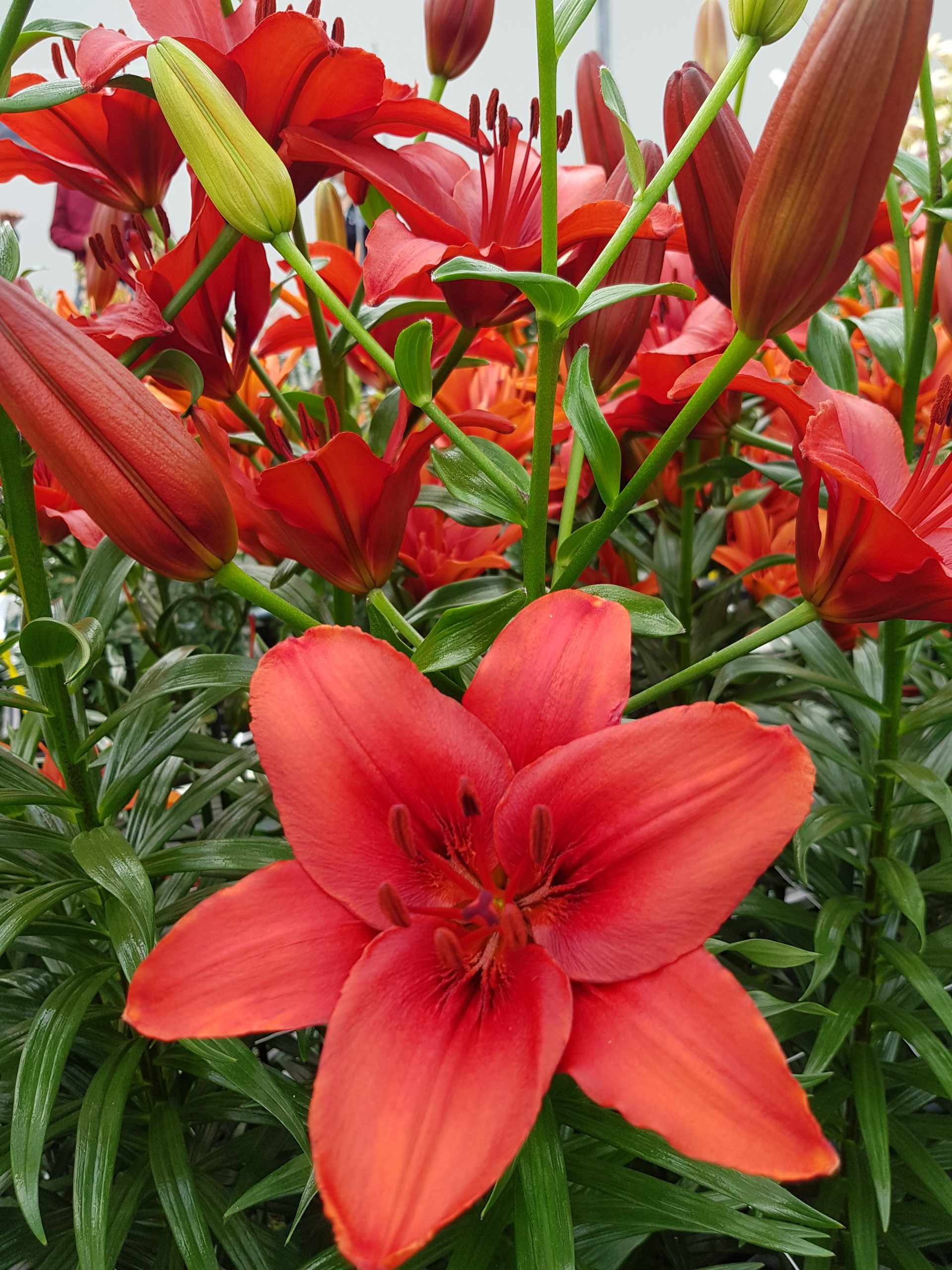 11923_lilium_cult_red_highland_ZK_001.jpg