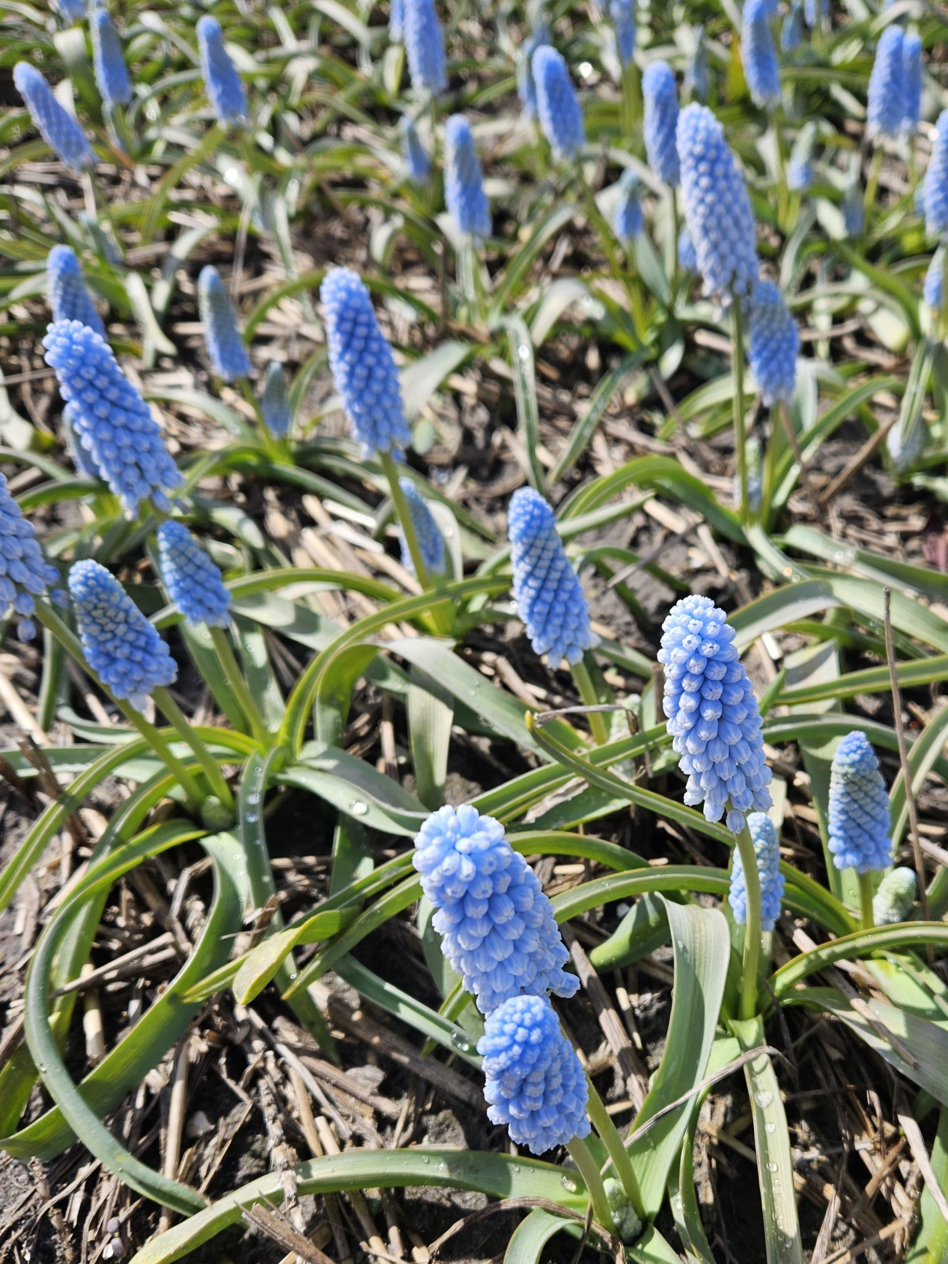11925_muscari_neglectum_babys_breath_ZK_001.jpg