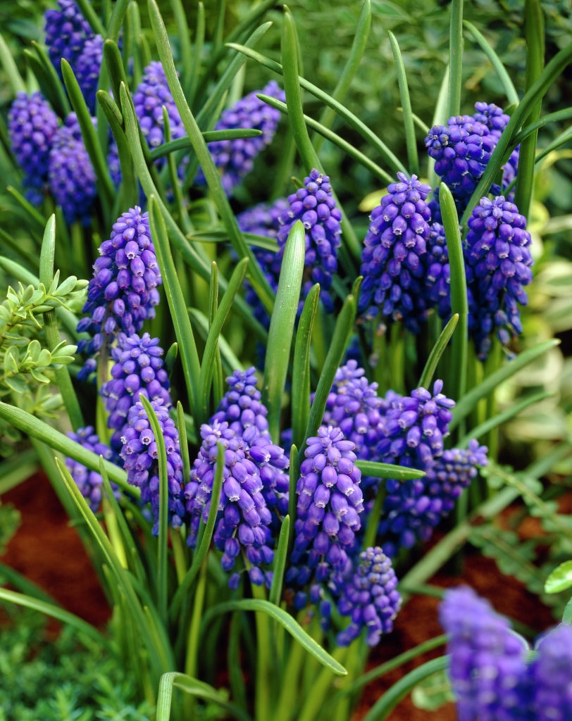 11931_muscari_botryoides_ZK_001.jpg