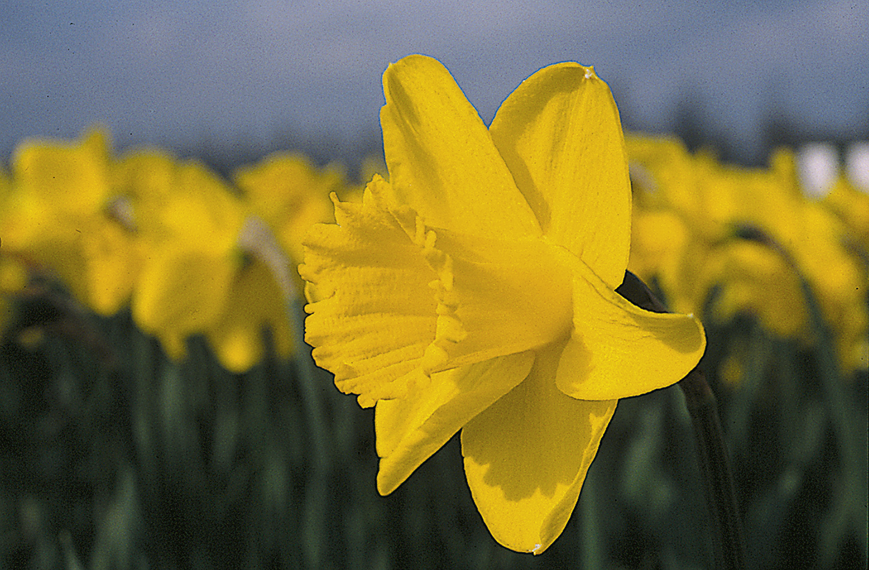 11933_narcissus_pseudonarcissus_arkle_ZK_001.jpg