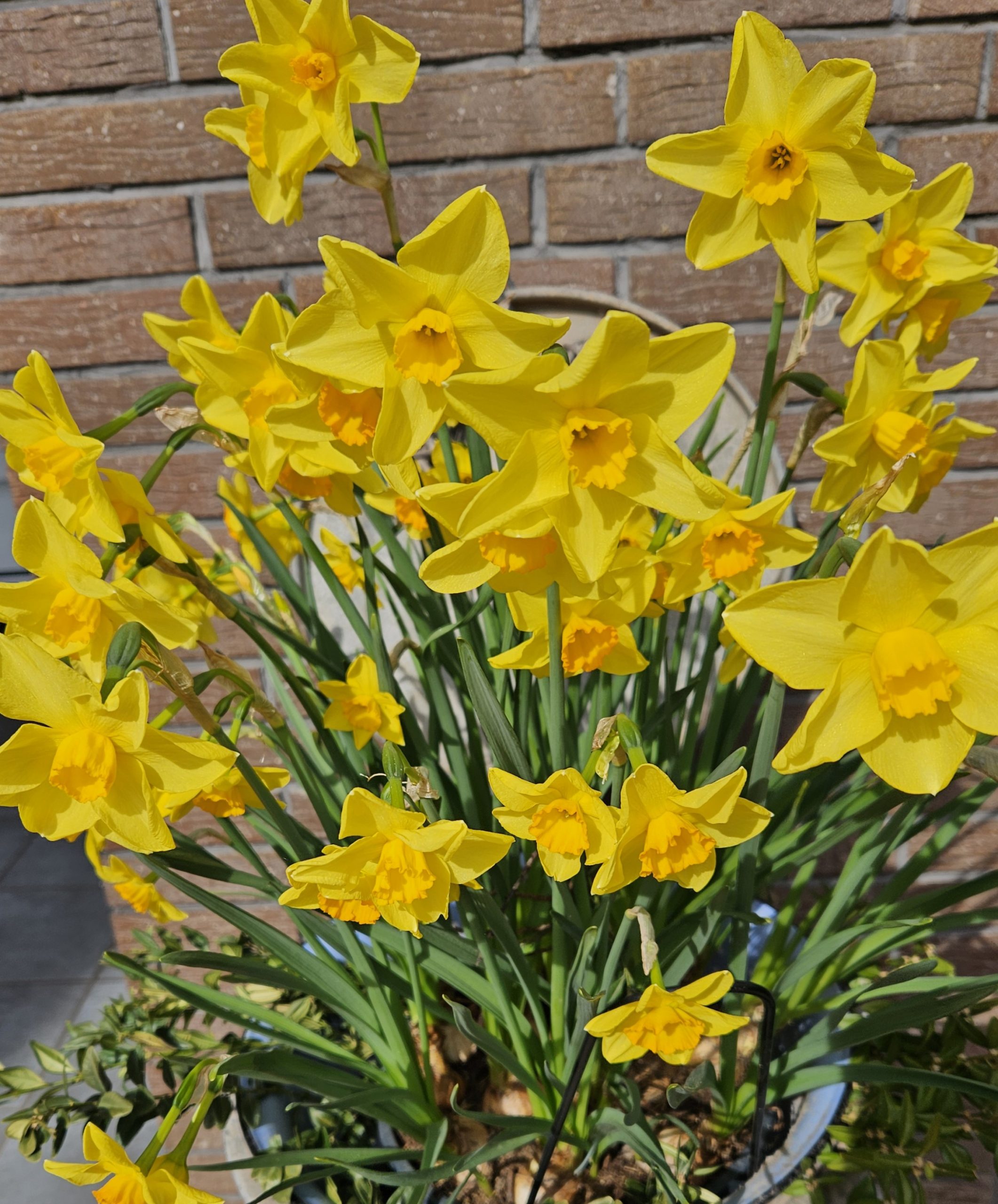 11934_narcissus_cult_marie_curie_diamond_ZK_001.jpg