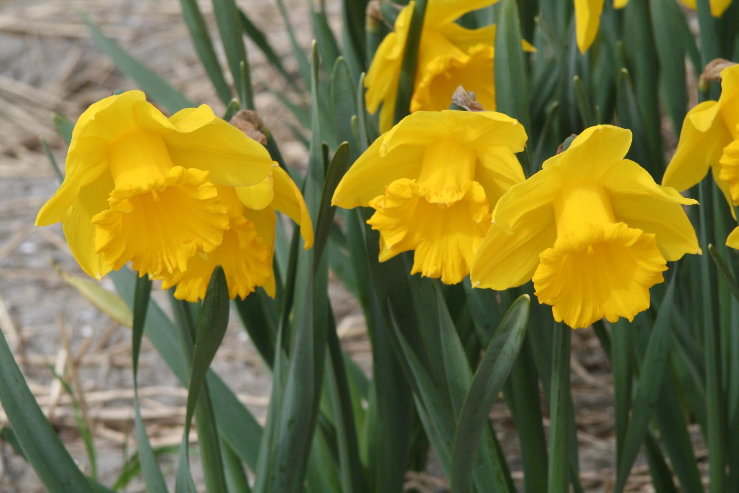 11935_narcissus_cult_rijnsvelds_early_sensation_ZK_001.jpg
