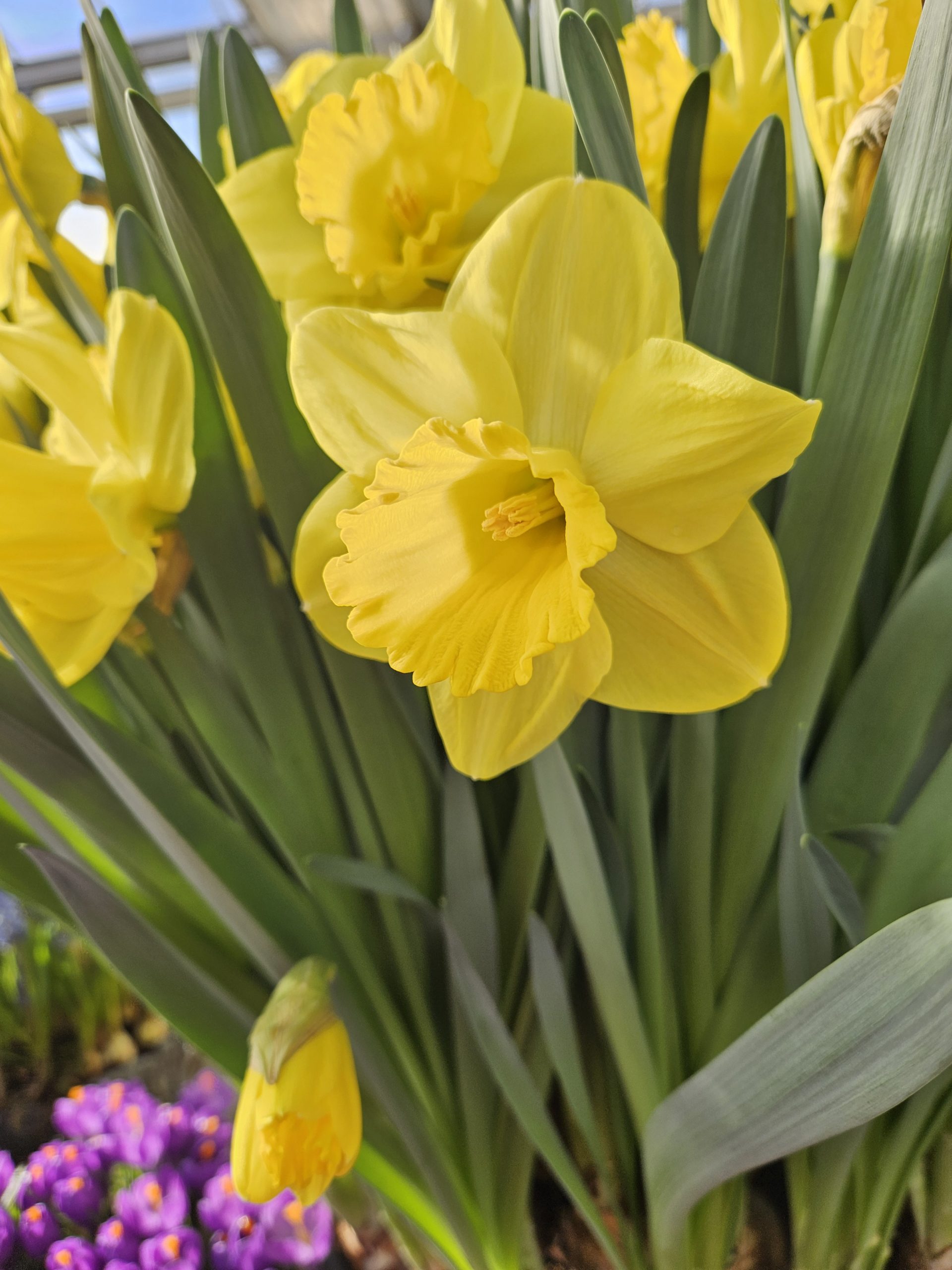 11936_narcissus_pseudonarcissus_standard_value_ZK_001.jpg