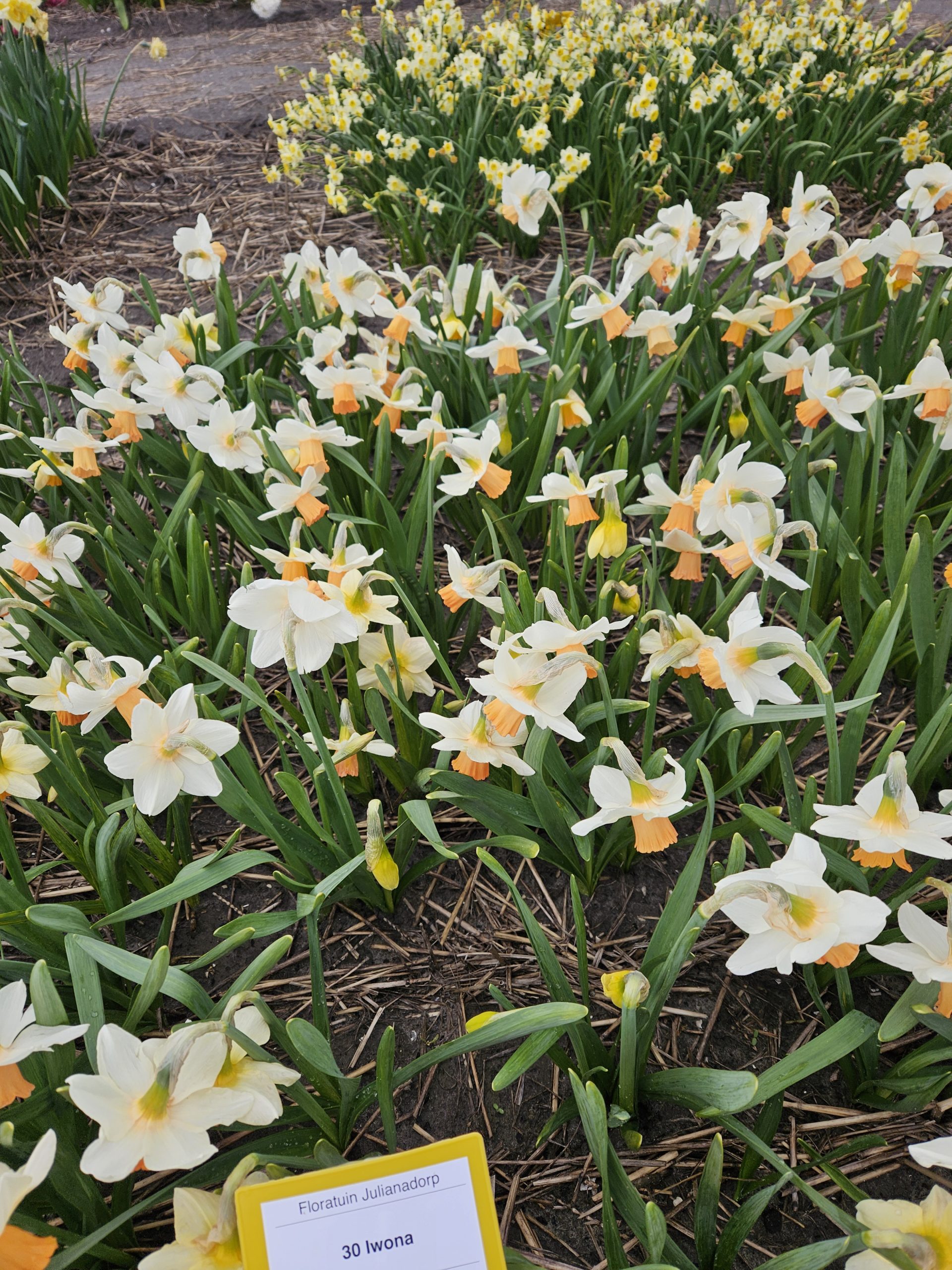 11938_narcissus_cyclamineus_iwona_ZK_001.jpg