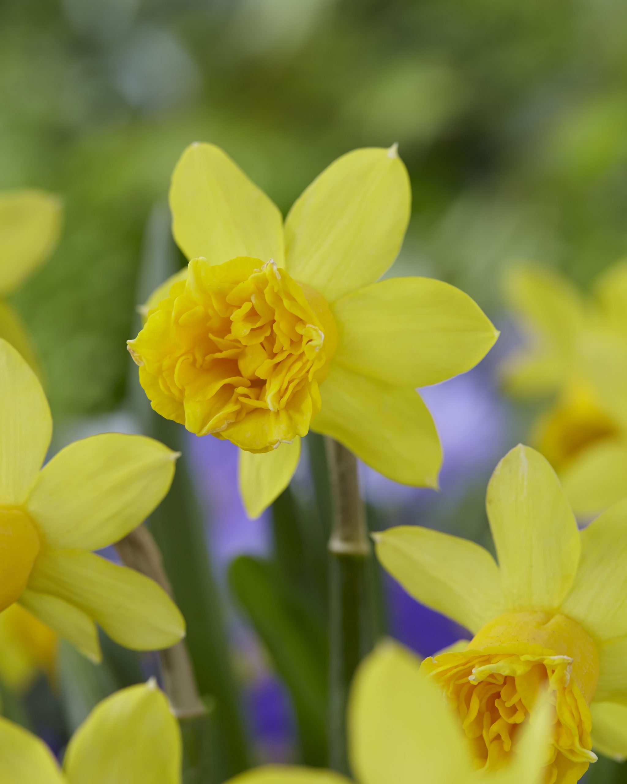 11939_narcissus_cyclamineus_tete_rosette_ZK_001.jpg