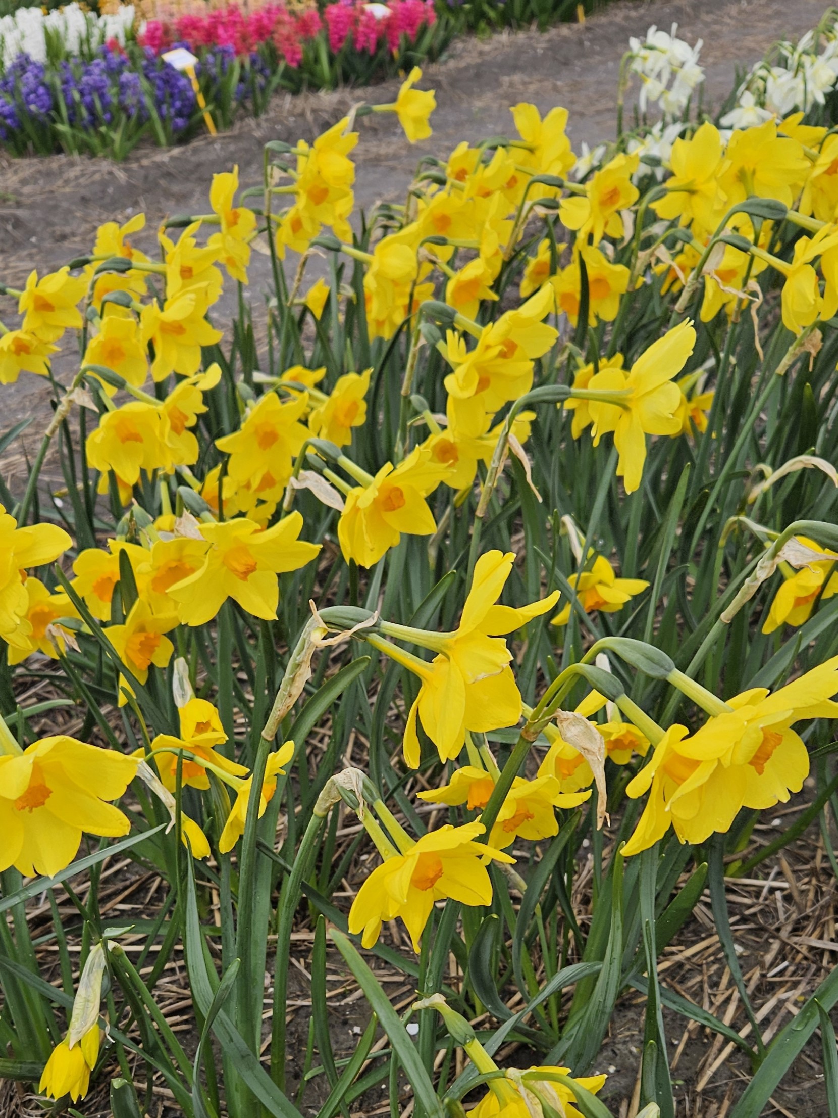 11942_narcissus_cult_kinglet_ZK_001.jpg