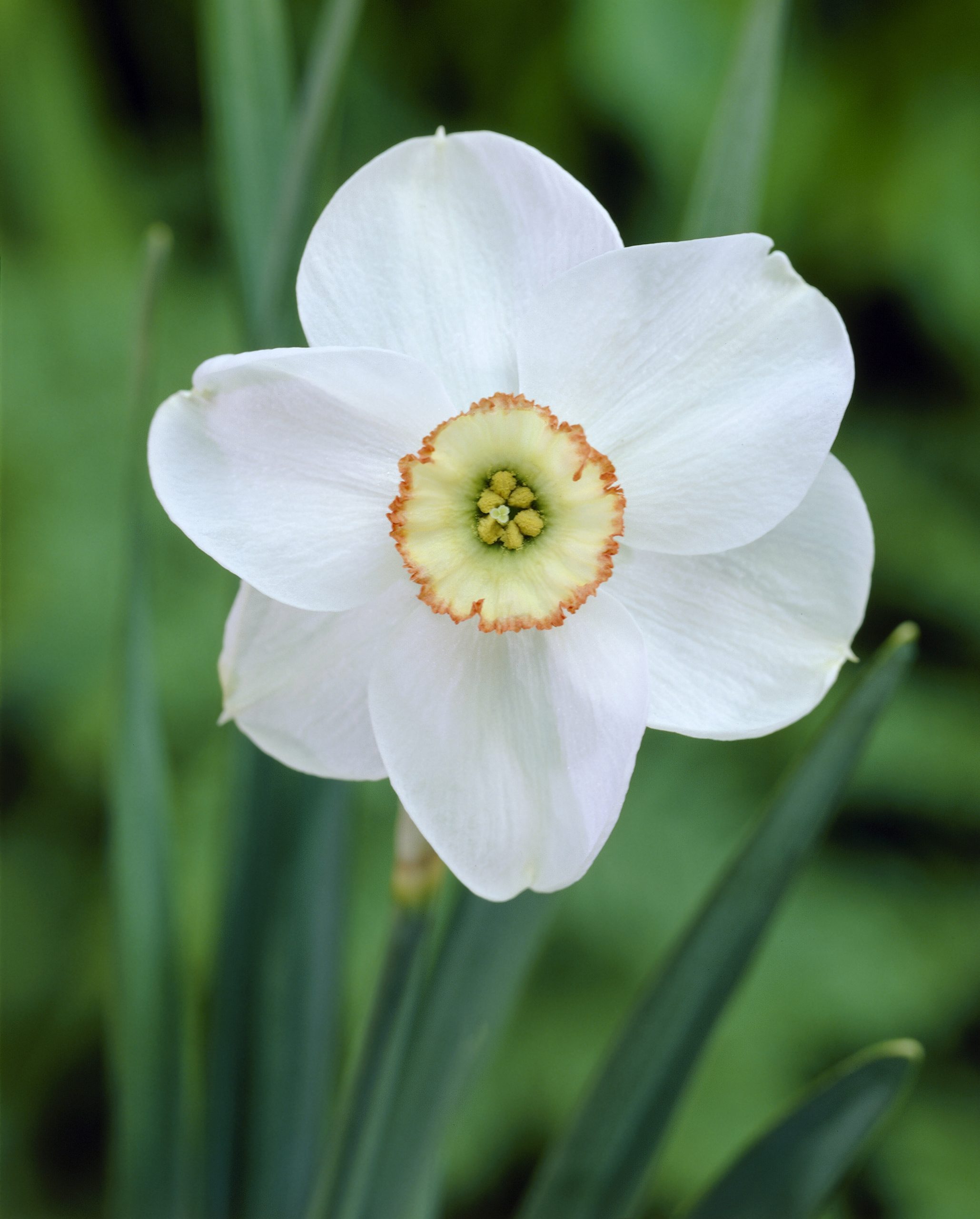 11943_narcissus_cult_dreamlight_ZK_001.jpg