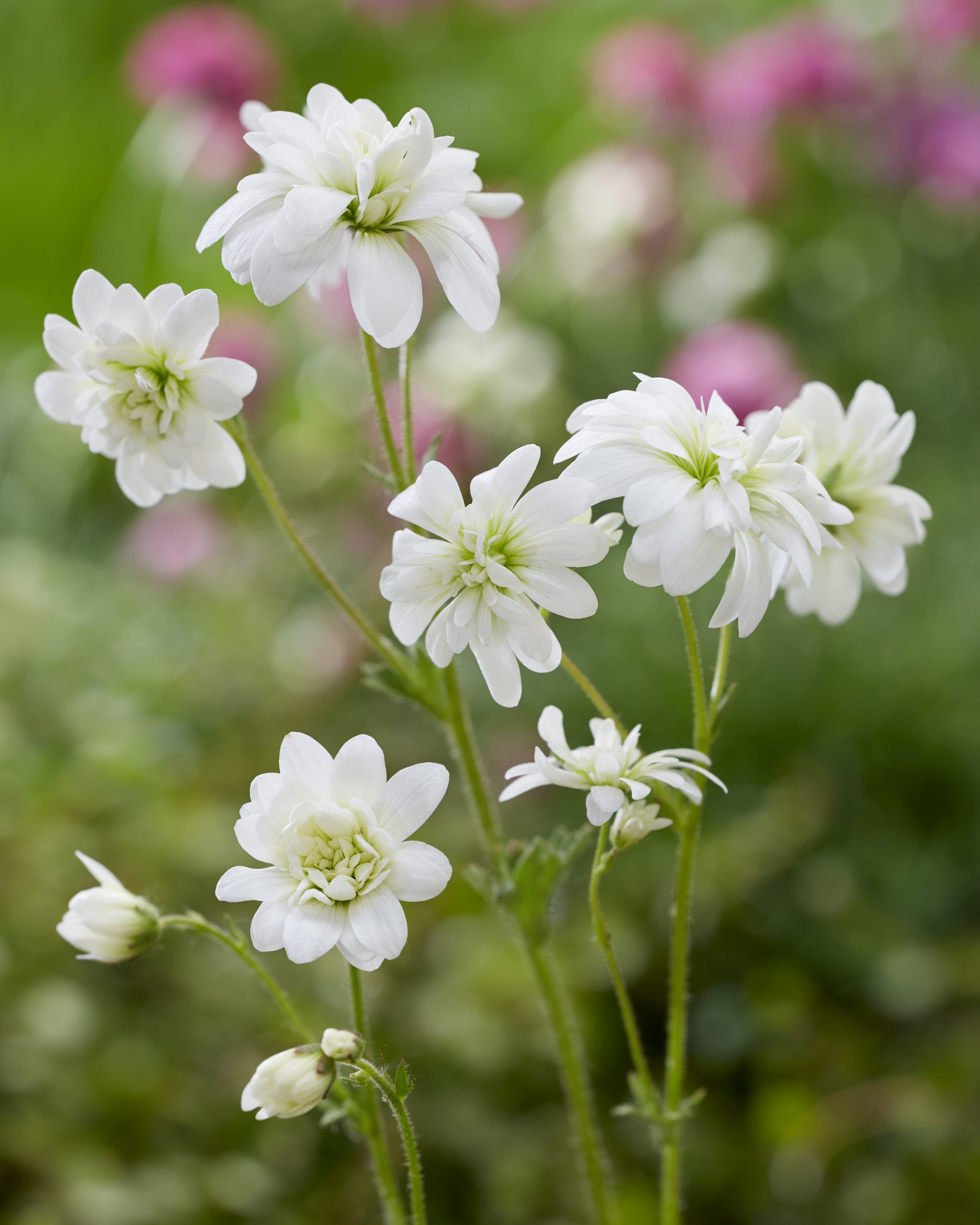 11953_saxifraga_granulata_flore_pleno_ZK_001.jpg
