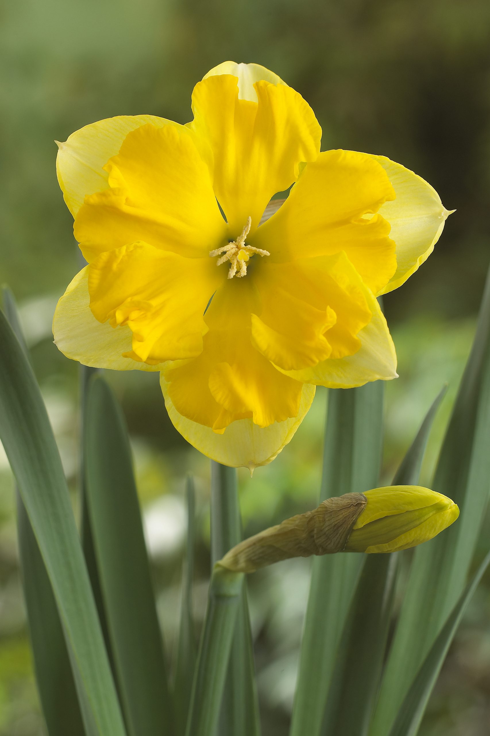 11956_narcissus_cult_chanterelle_ZK_001.jpg
