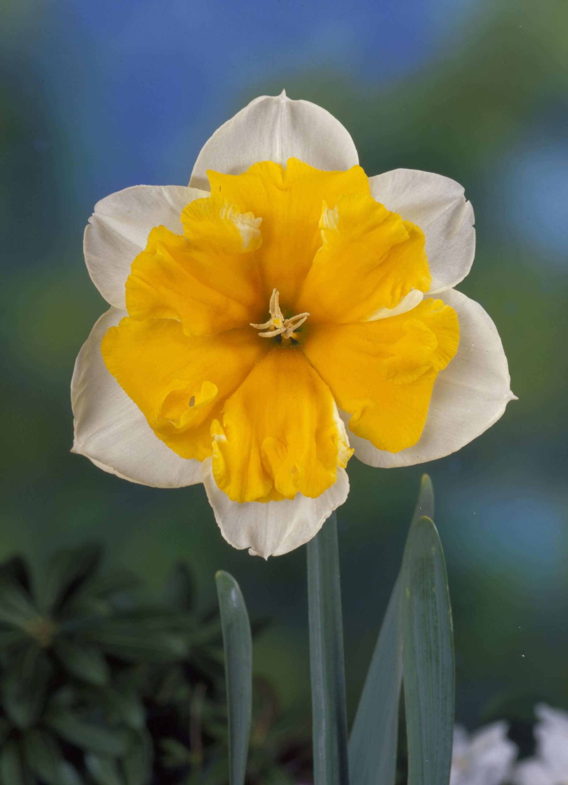 11957_narcissus_cult_orangery_ZK_001.jpg