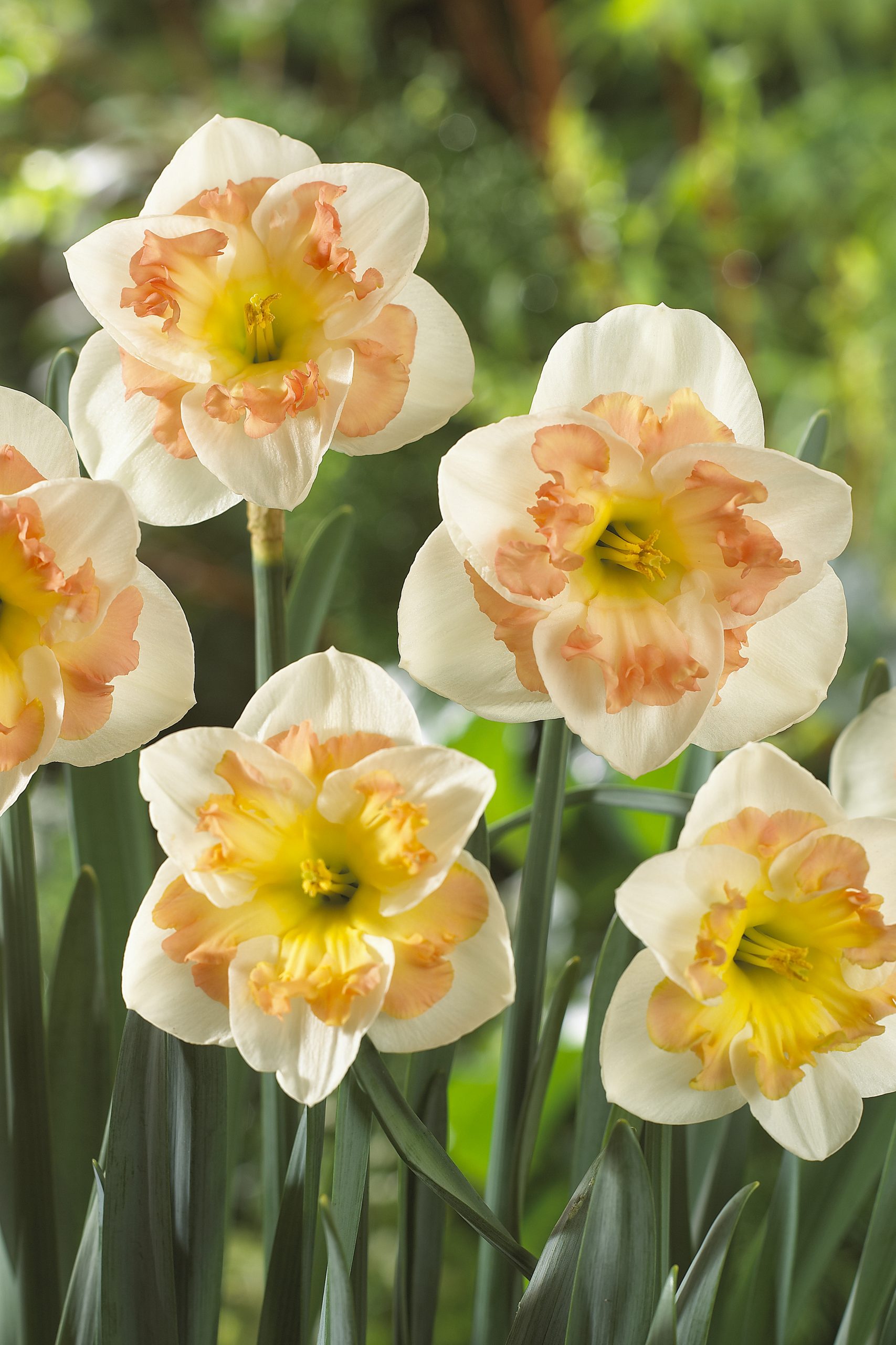 11959_narcissus_cult_pink_wonder_ZK_001.jpg