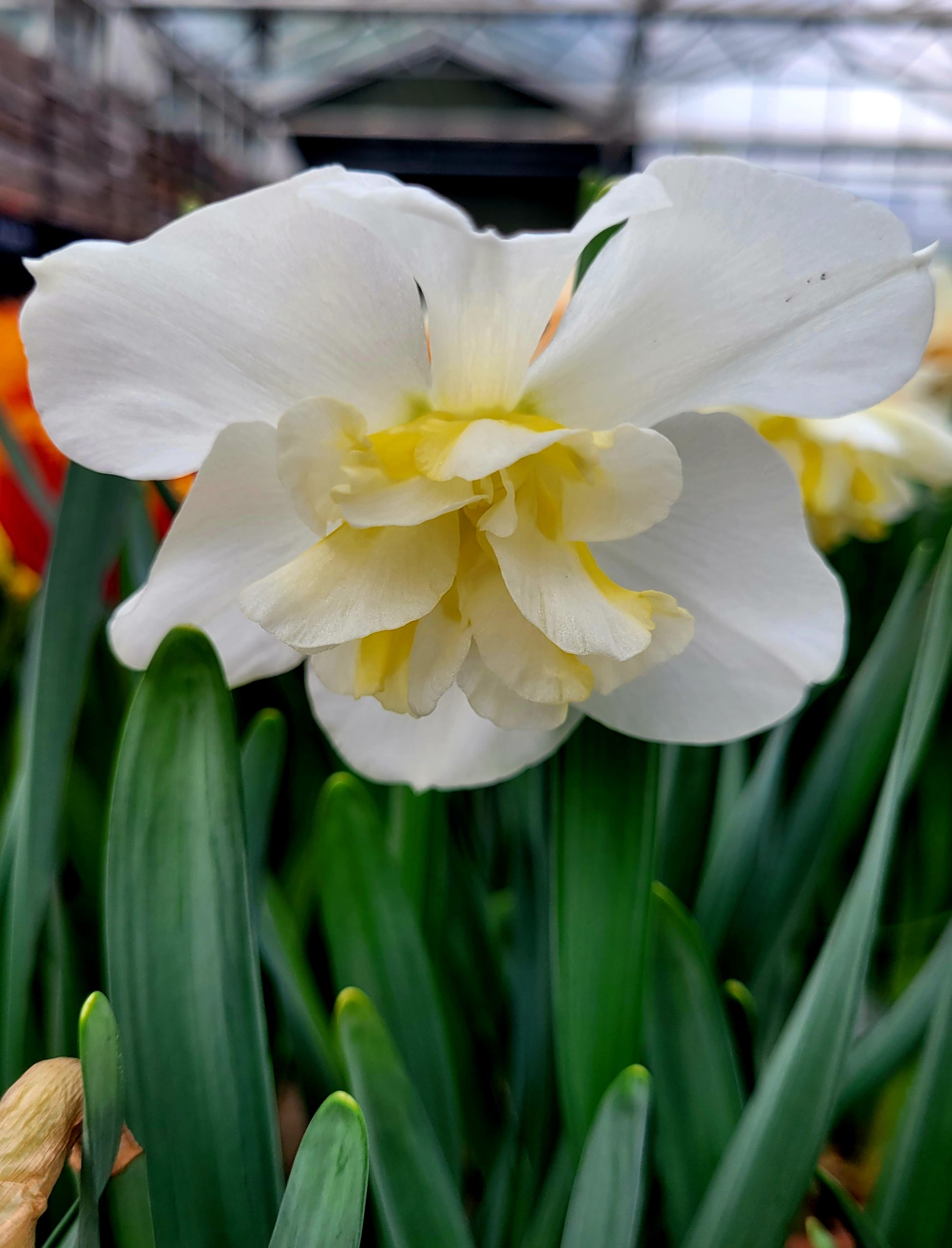 11960_narcissus_cult_papillon_blanc_ZK_001.jpg
