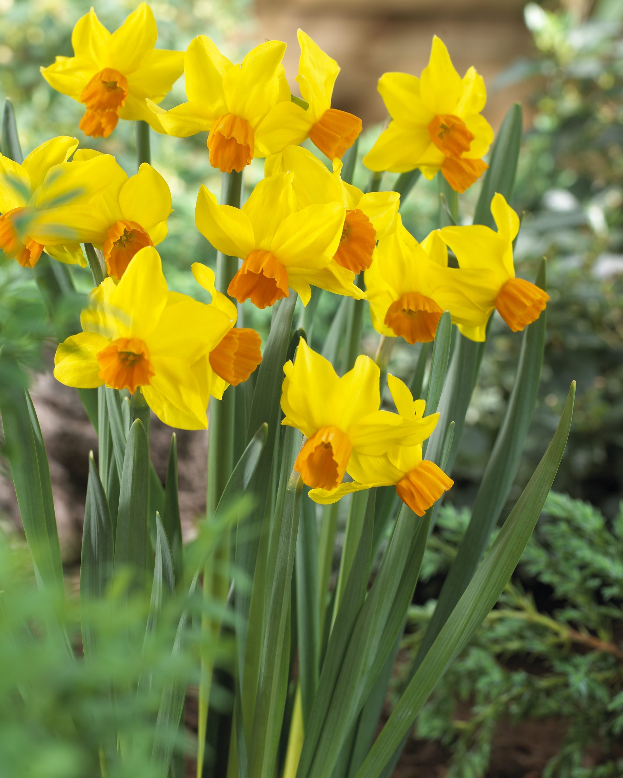 11962_narcissus_cult_bittern_ZK_001.jpg