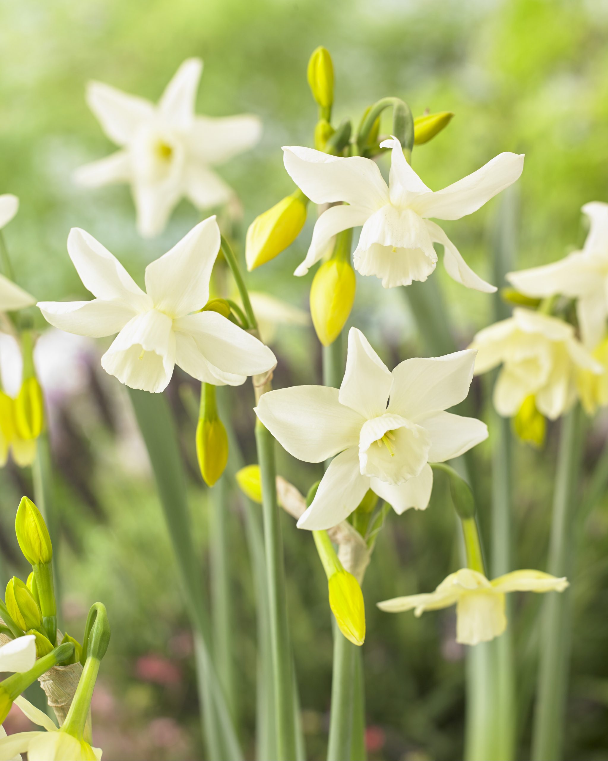 11963_narcissus_cult_starlight_sensation_ZK_001.jpg