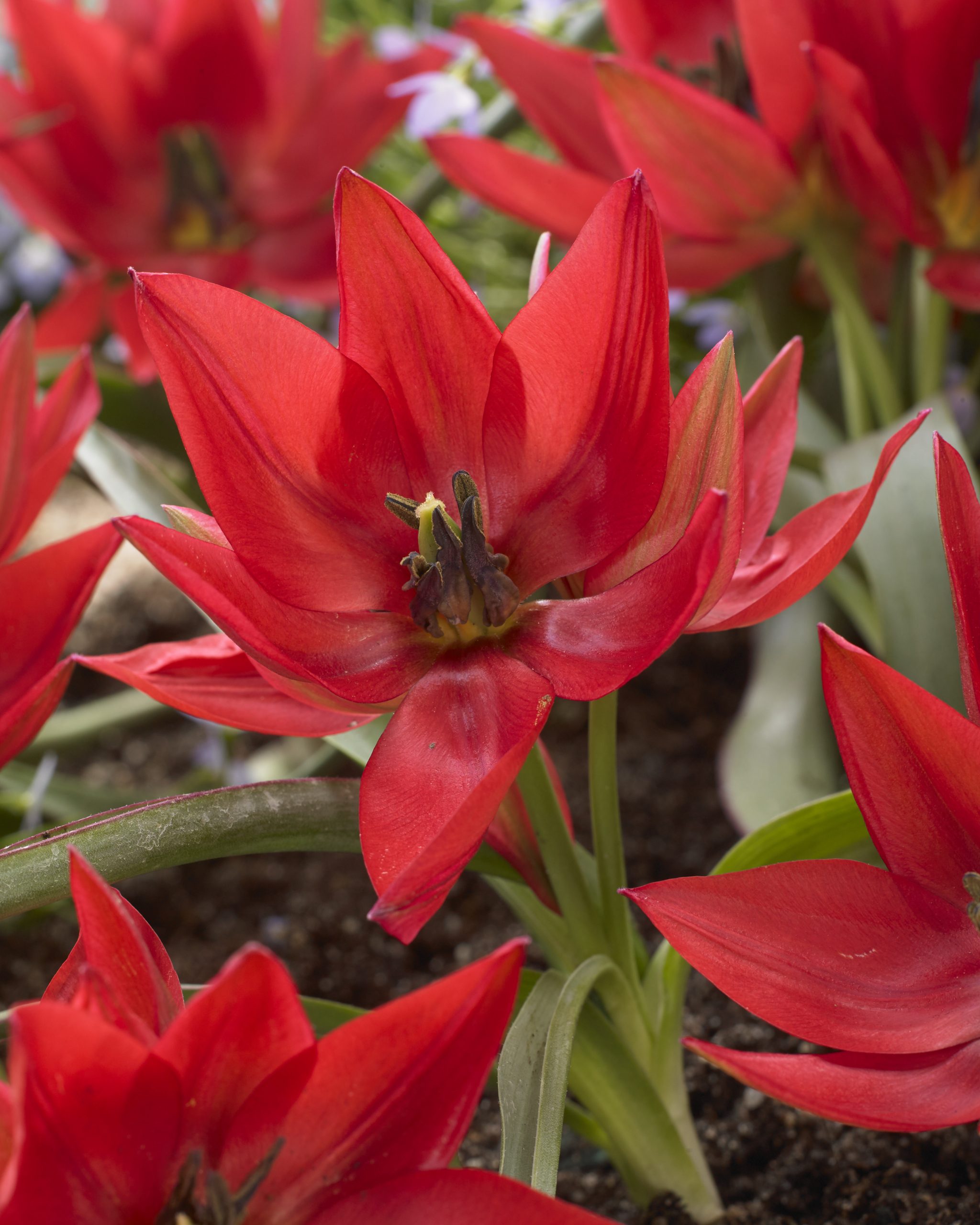 11985_tulipa_cult_fenna_ZK_001.jpg
