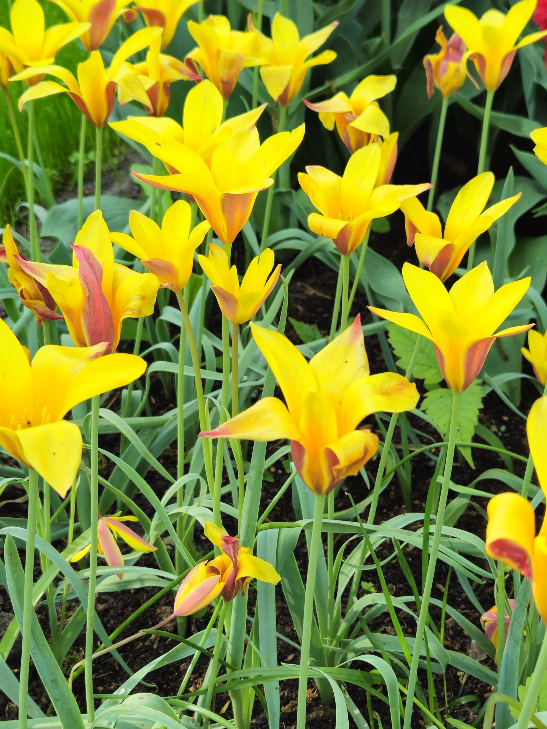 11991_tulipa_clusiana_var_chrysantha_ZK_002.jpg