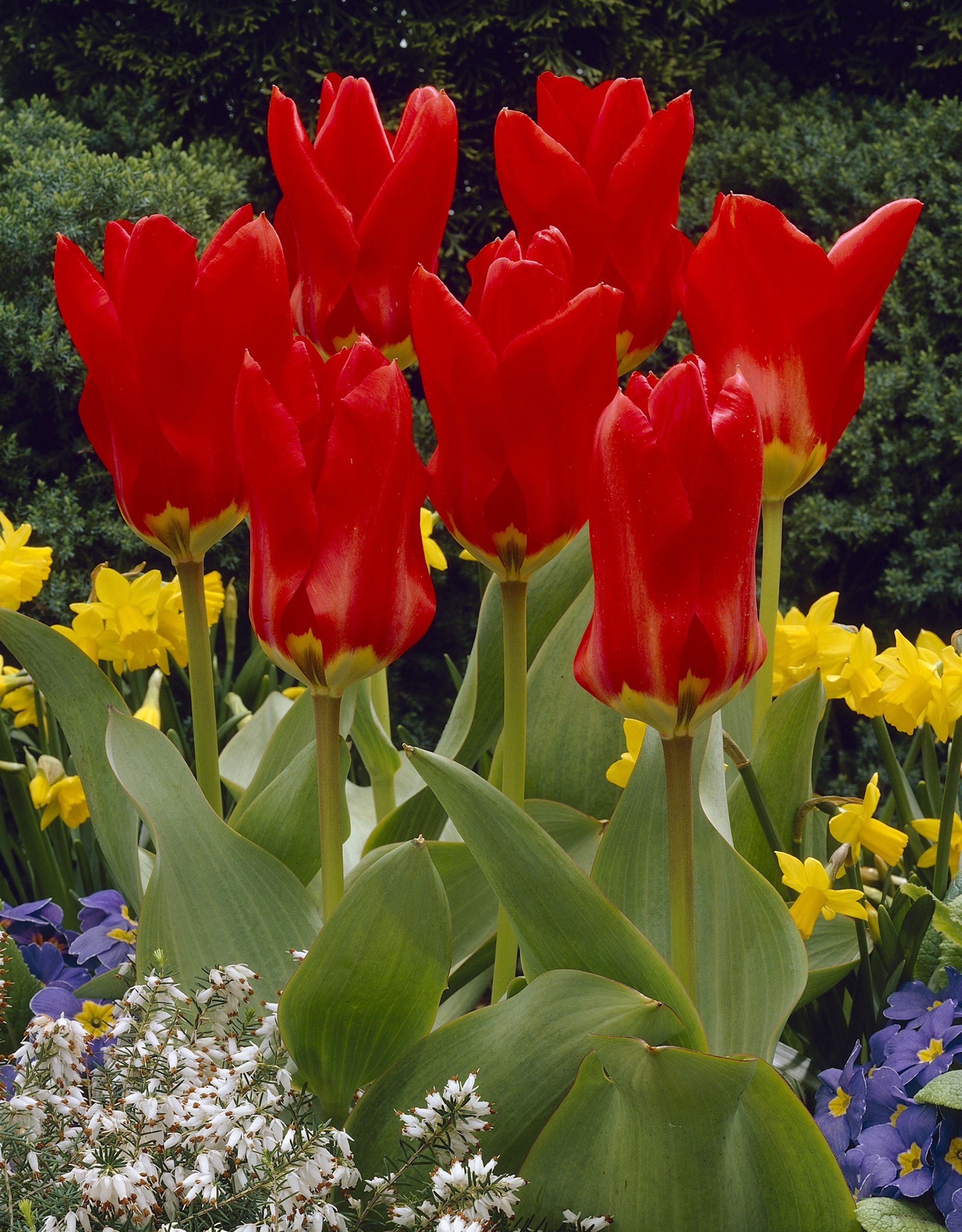 11992_tulipa_fosteriana_madame_lefeber_ZK_001.jpg