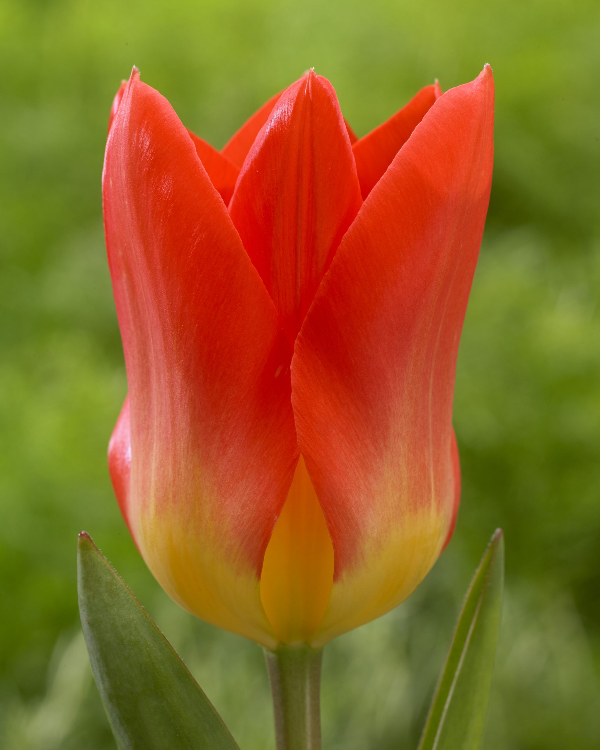 11993_tulipa_fosteriana_oracle_ZK_001.jpg