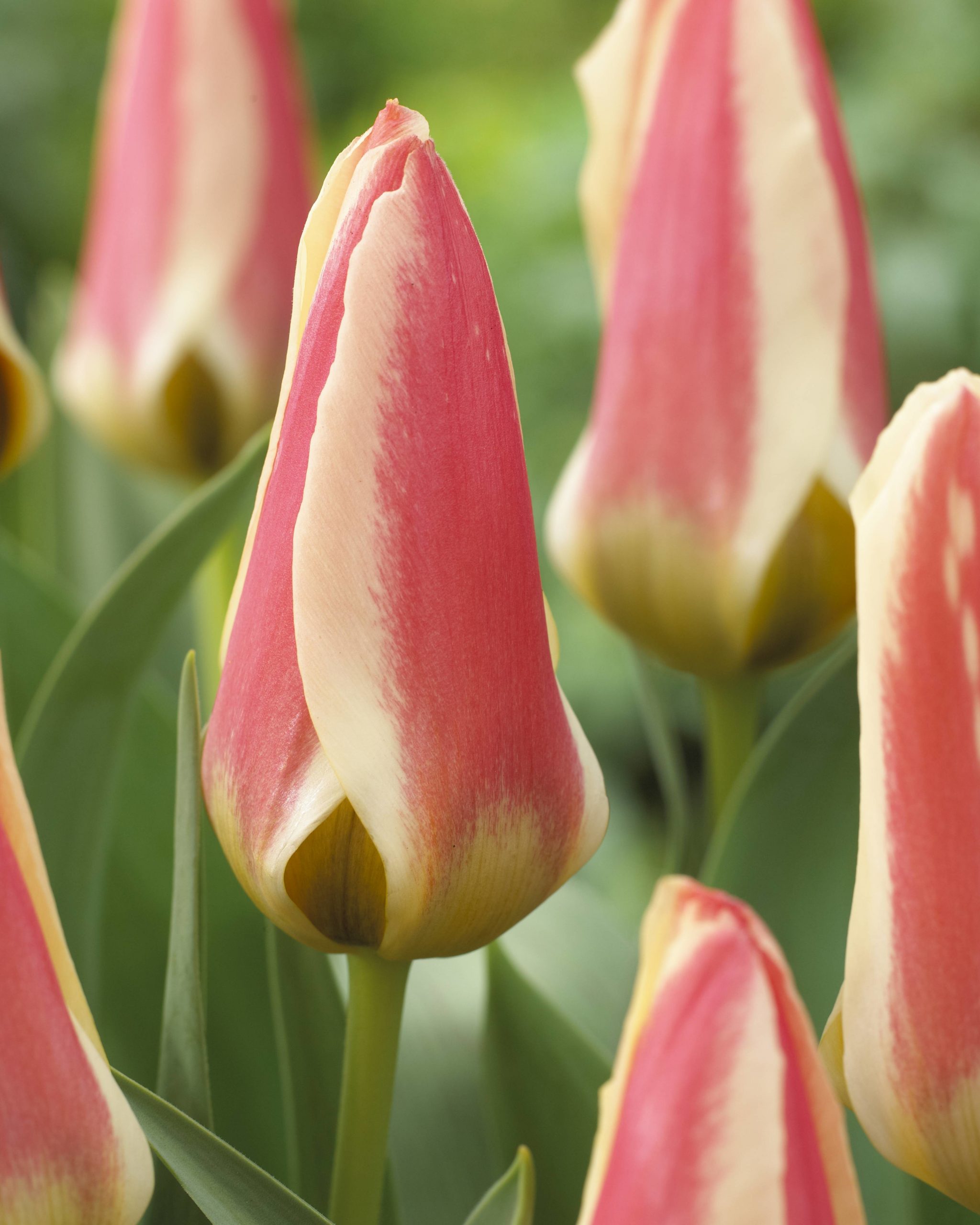 11994_tulipa_greigii_tarafa_ZK_001.jpg
