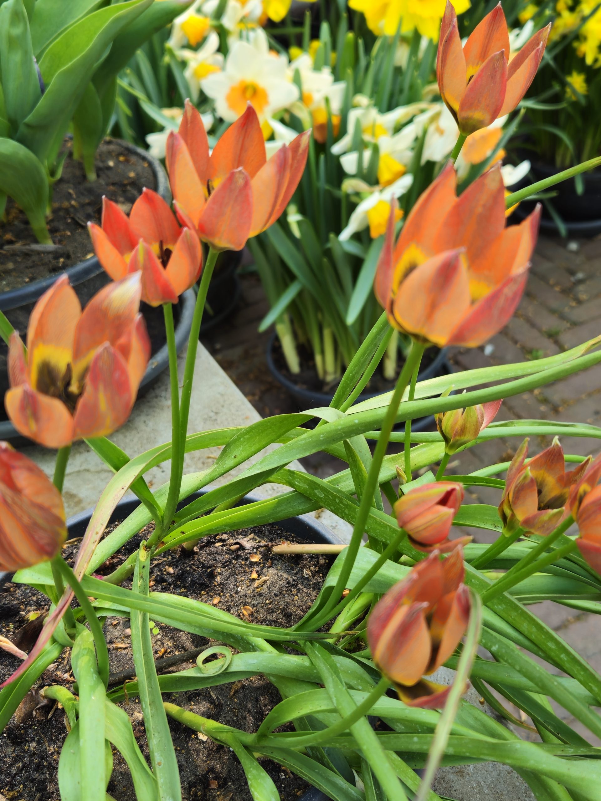 11996_tulipa_hageri_ZK_002.jpg