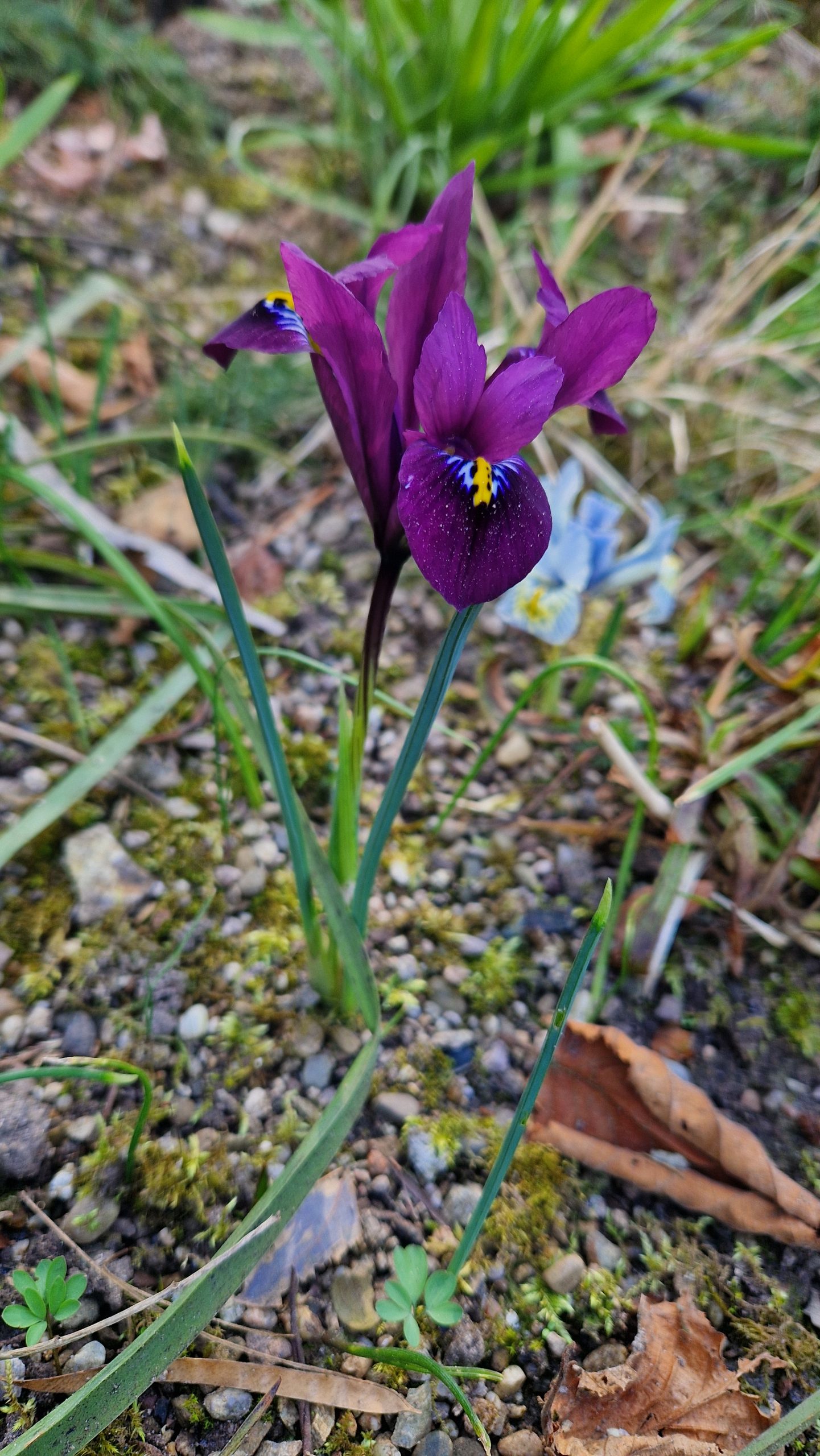 12062_iris_reticulata_js_dijt_ZK_001.jpg