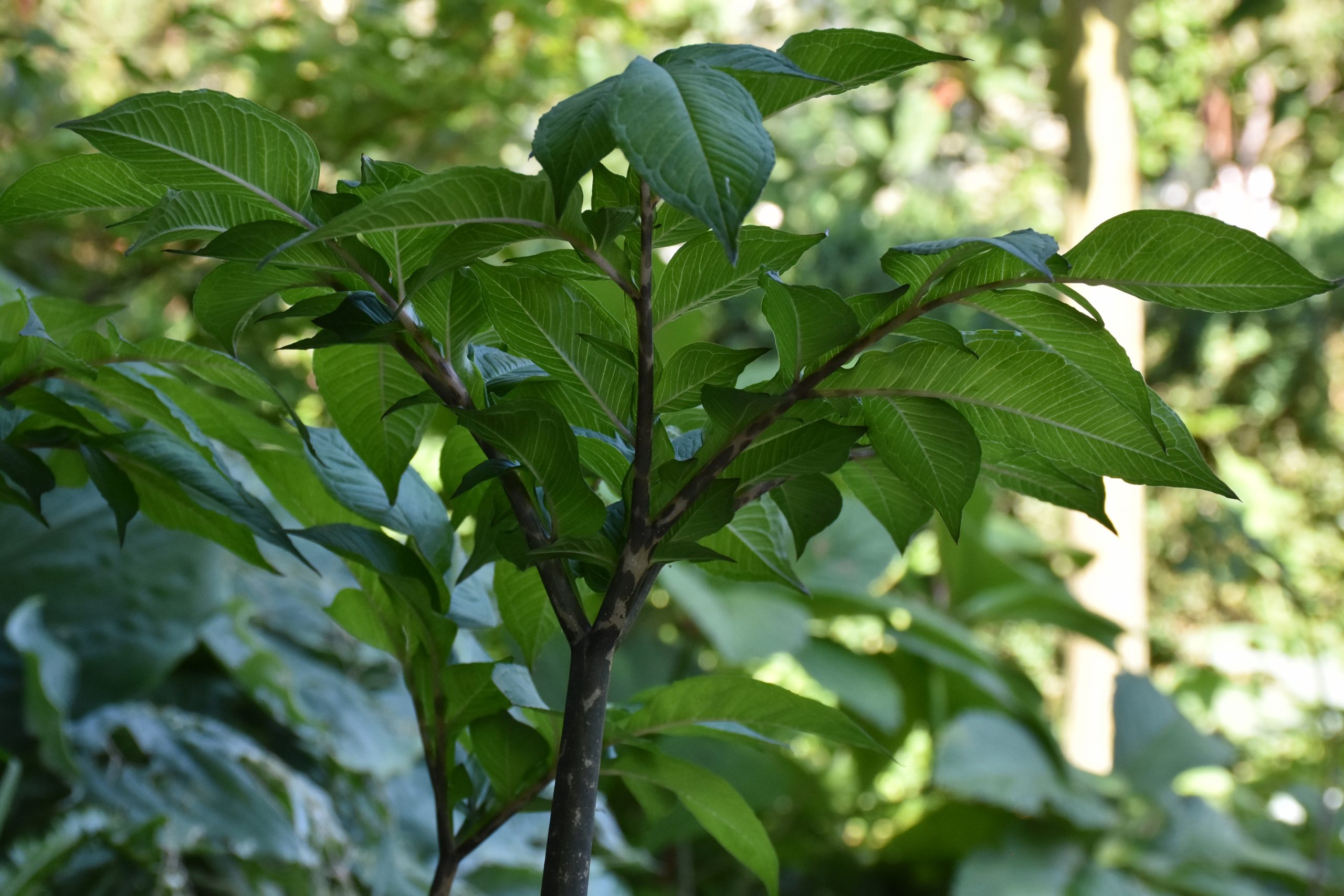 12154_amorphophallus_konjac_XS_001.jpg