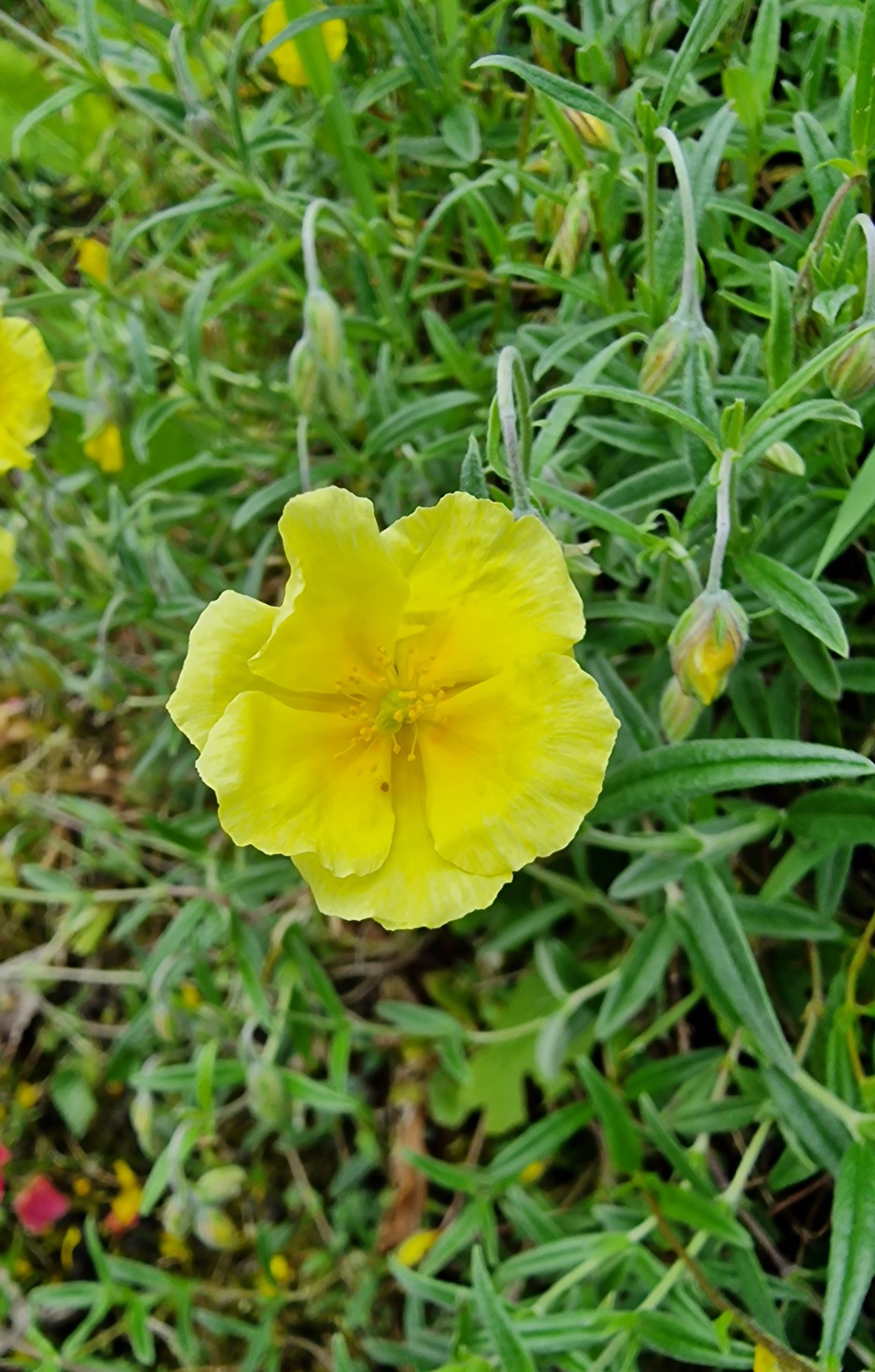 12284_helianthemum_cult_banana_boulder_XS_001.jpg