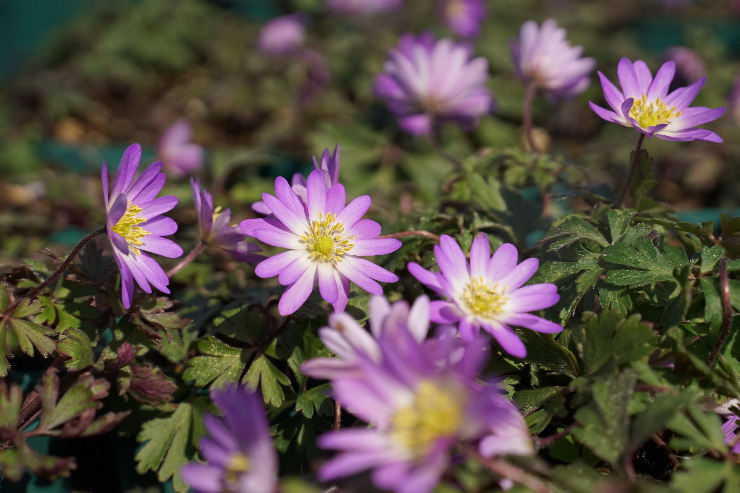 12326_anemone_blanda_charmer_SS_005.jpg