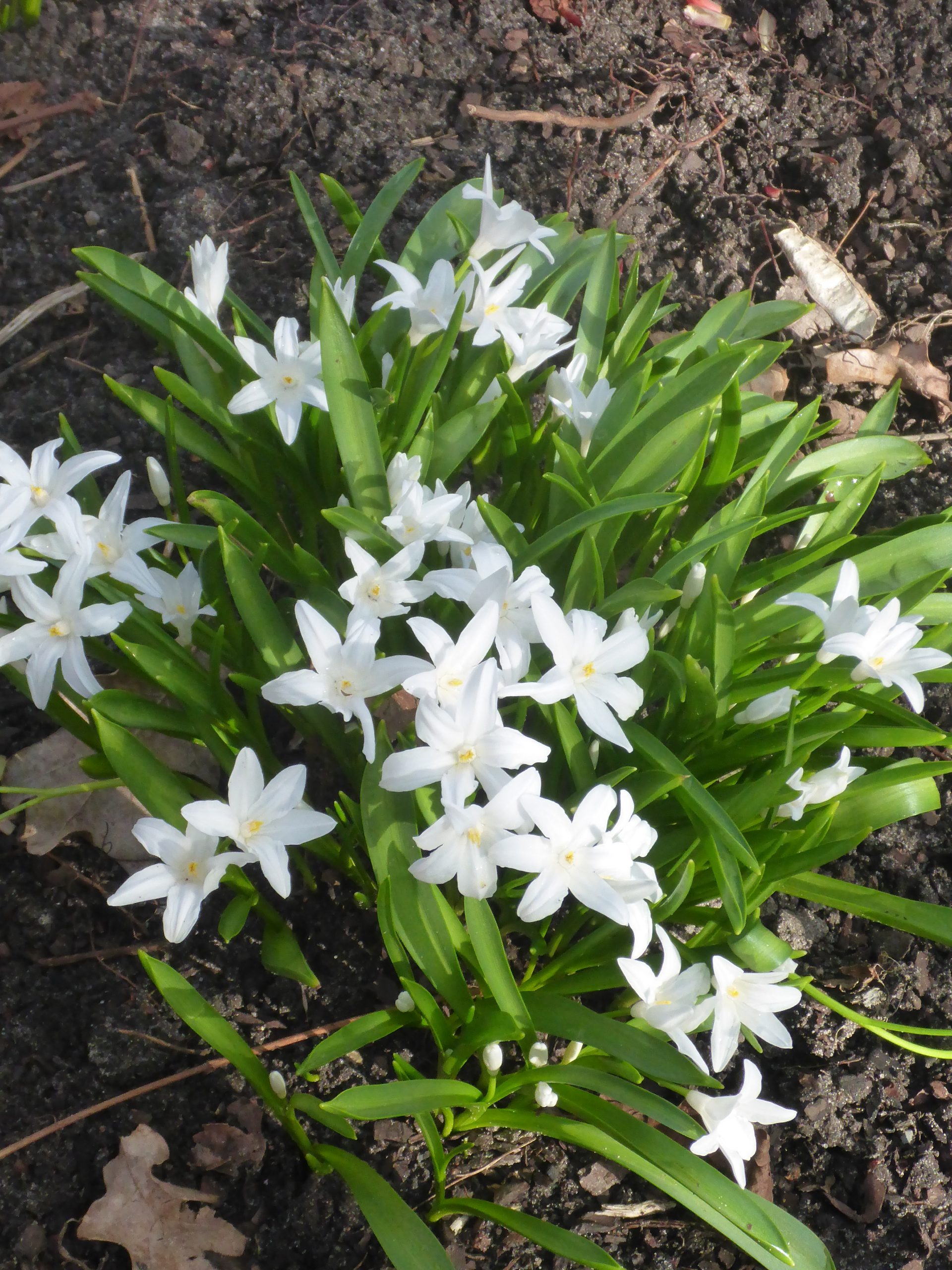 12422_chionodoxa_luciliae_alba_SS_003.jpg