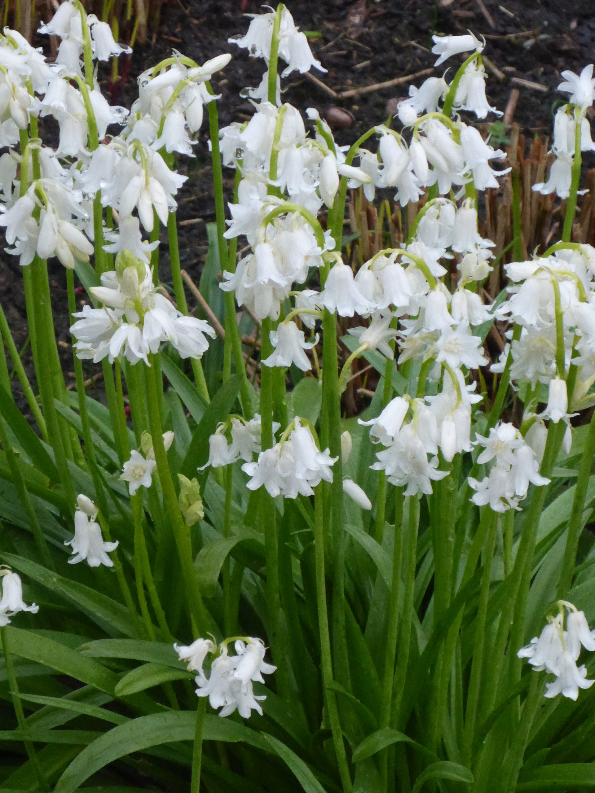 12554_hyacinthoides_hispanica_white_city_SS_002.jpg