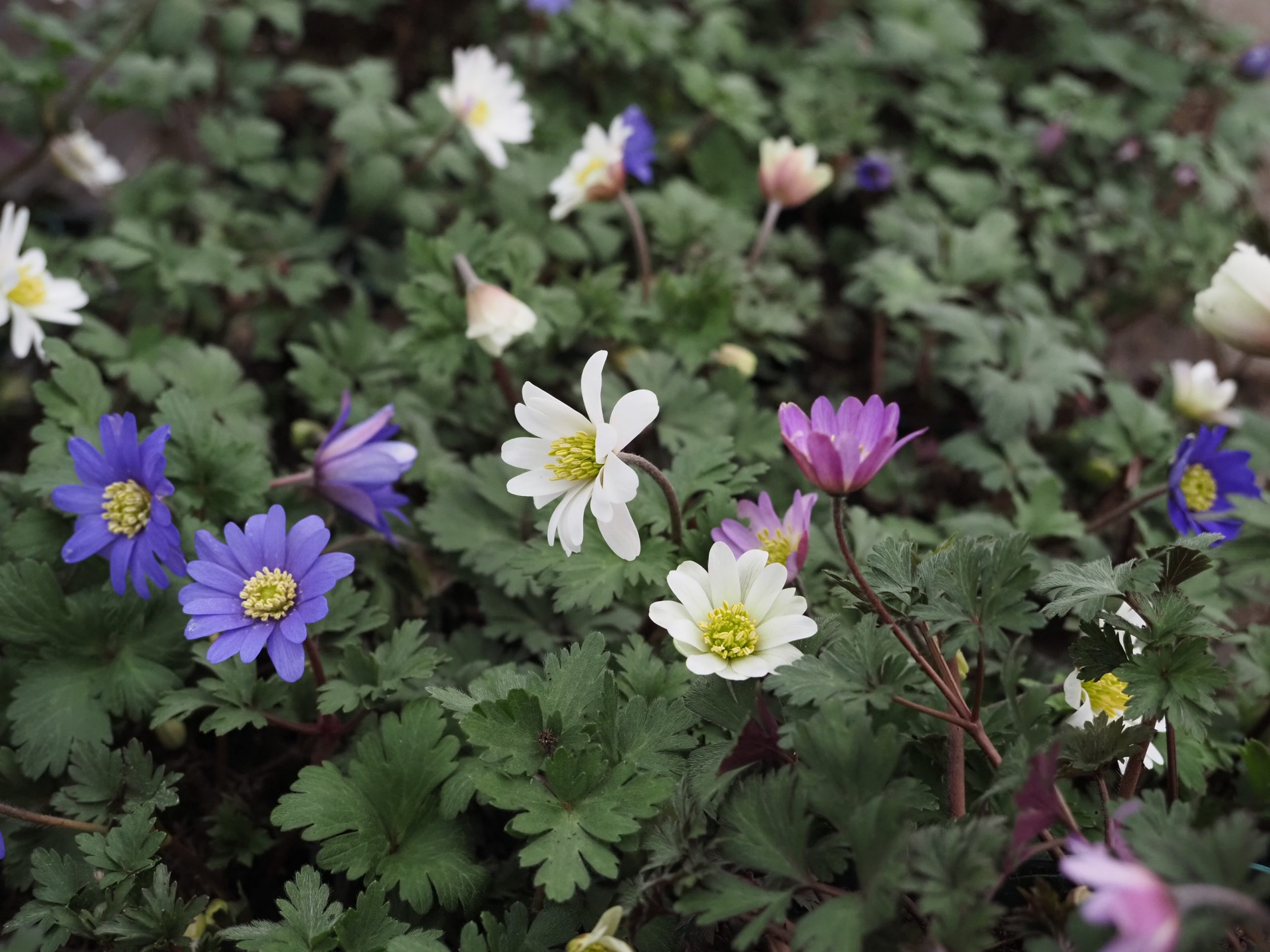 13165_anemone_blanda_prachtmischung_BG_002.jpg