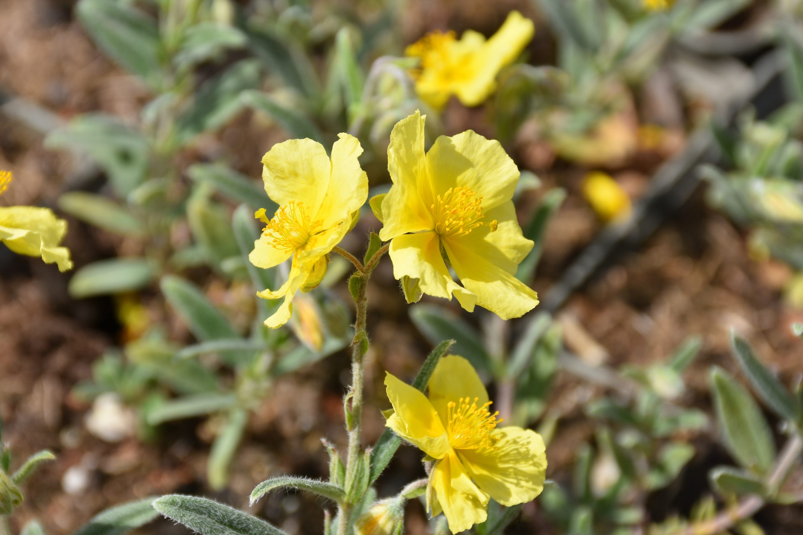 13185_helianthemum_cult_banana_boulder_XS_002.jpg